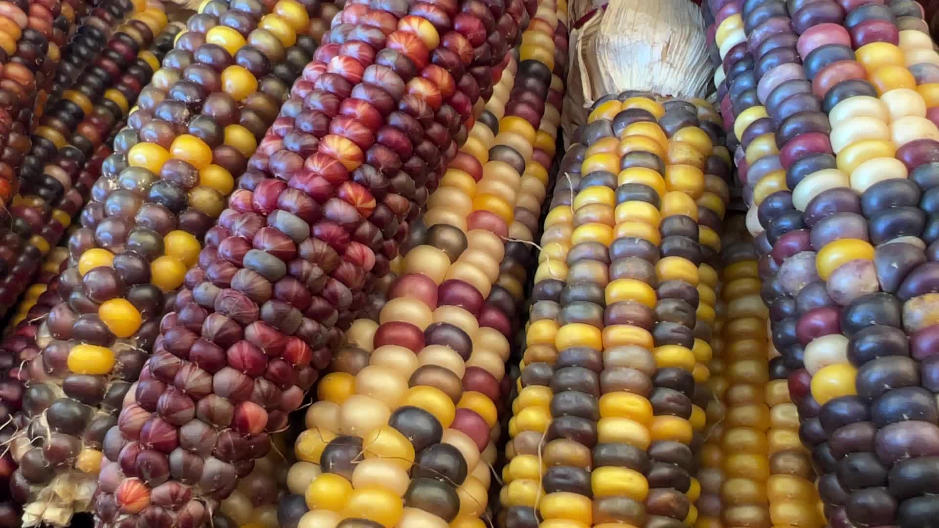 Indian corn during the Autumn season in Canada