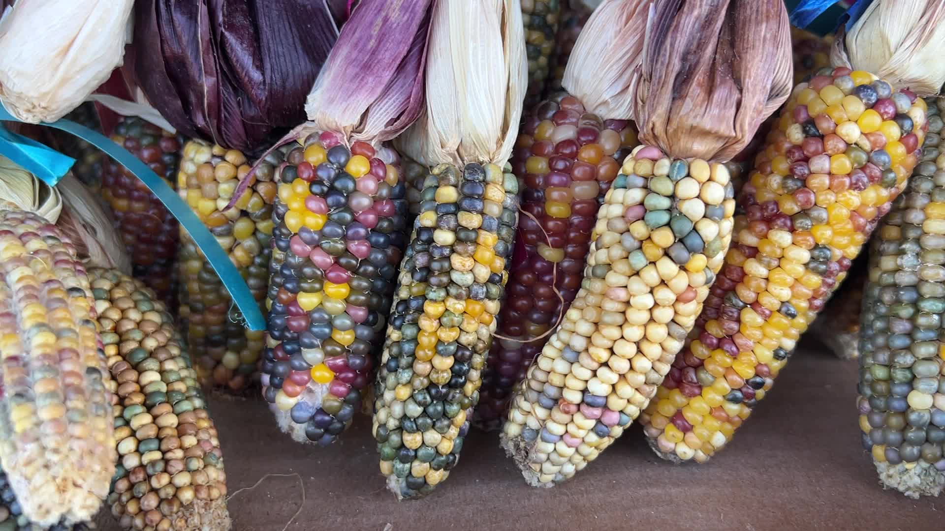 Indian corn during the Autumn season in Canada