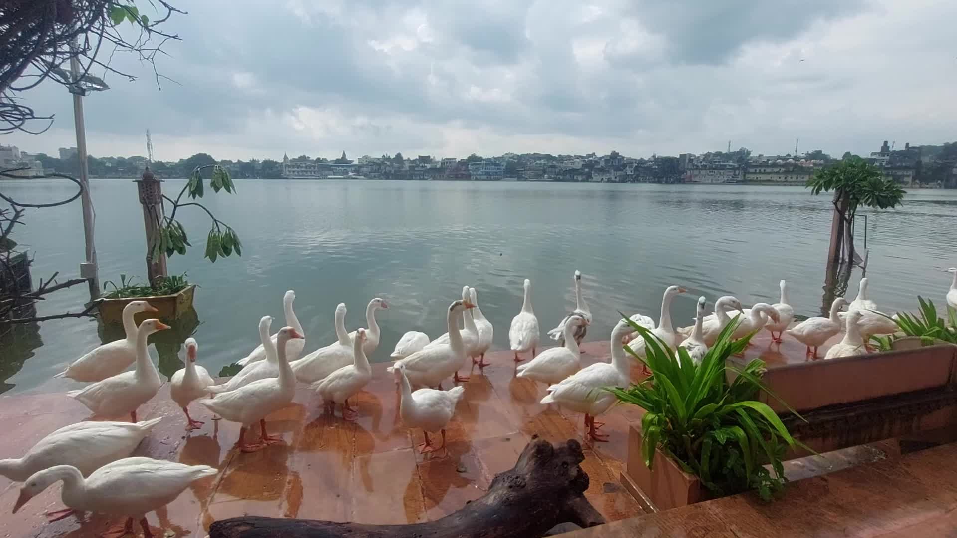 Duck Near the Holy Lake of Pushkar