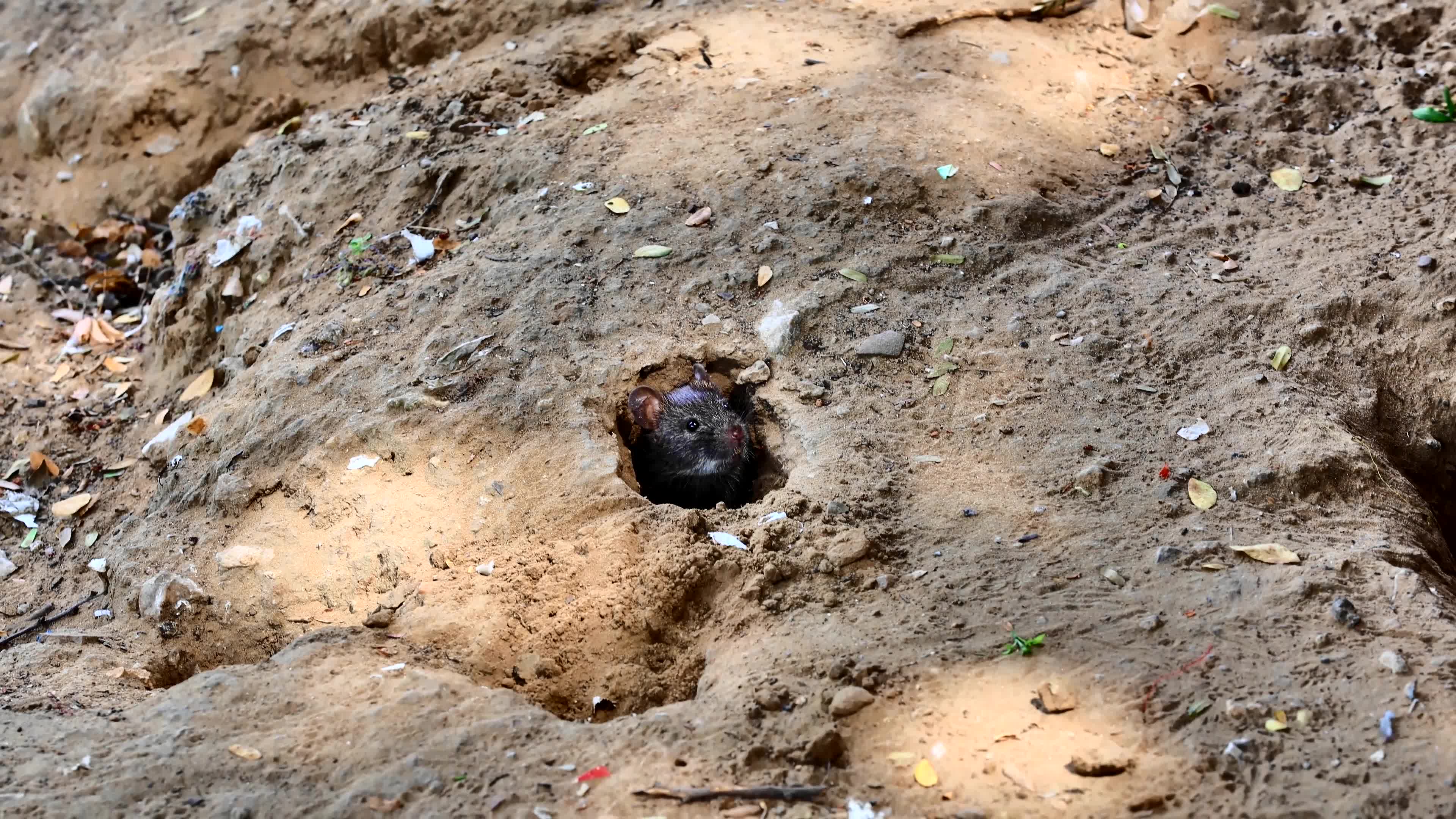 2 Days Campaign To Wipe Out Rodents  in Jaipur
