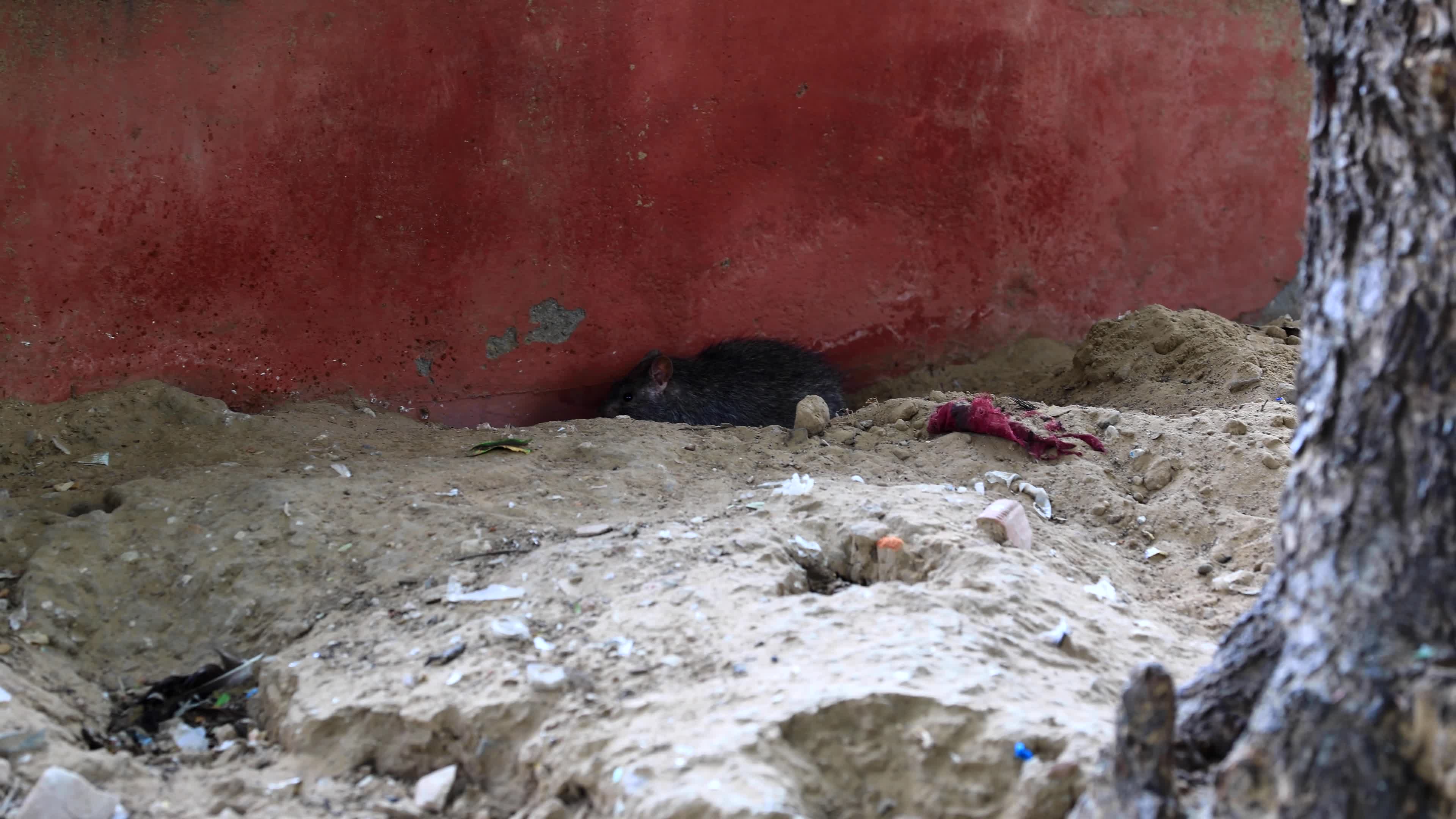 2 Days Campaign To Wipe Out Rodents  in Jaipur