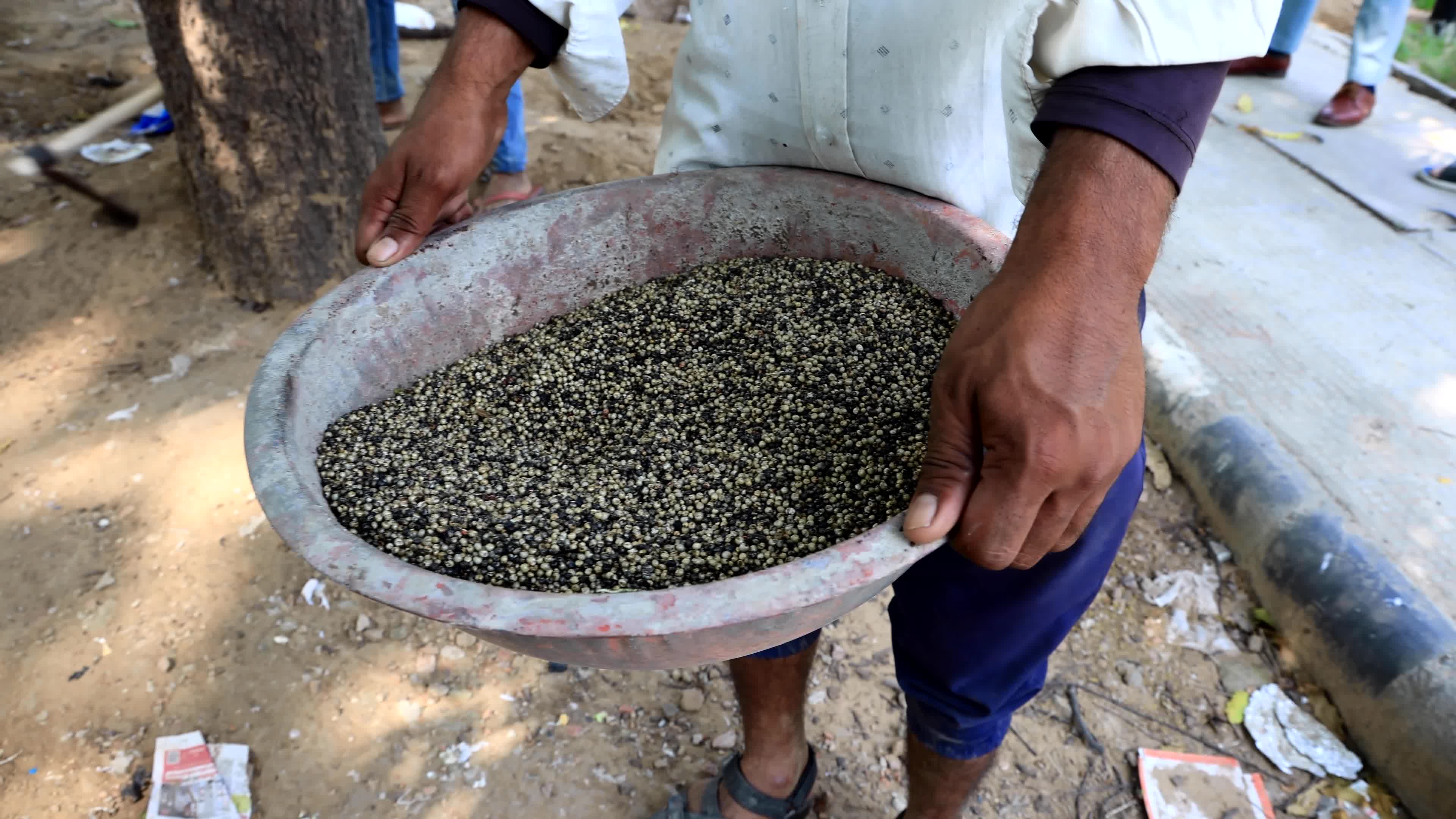 2 Days Campaign To Wipe Out Rodents  in Jaipur