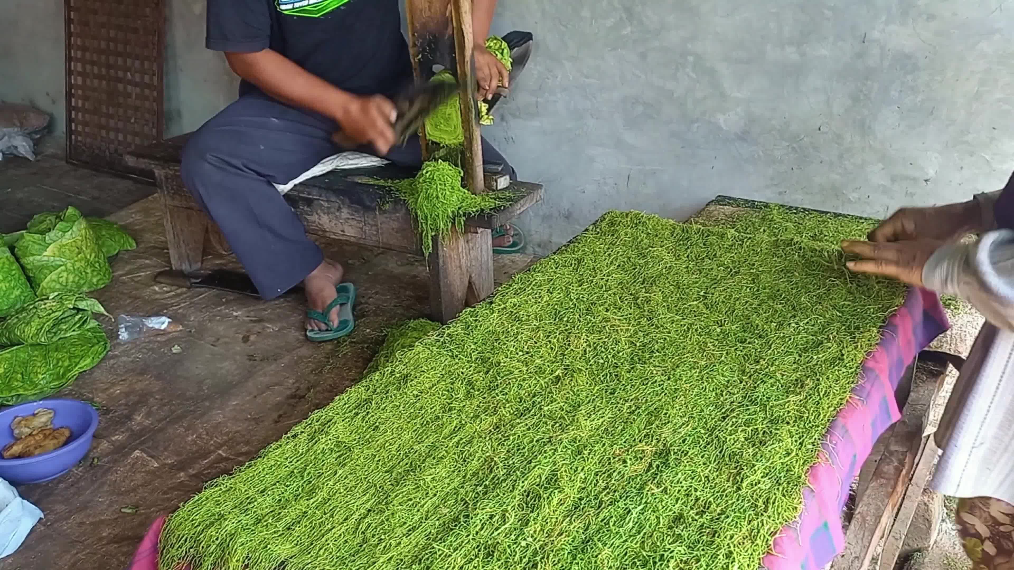 Traditional Tobacco Process In Sumedang West Java Indonesia - 10/04/2024 