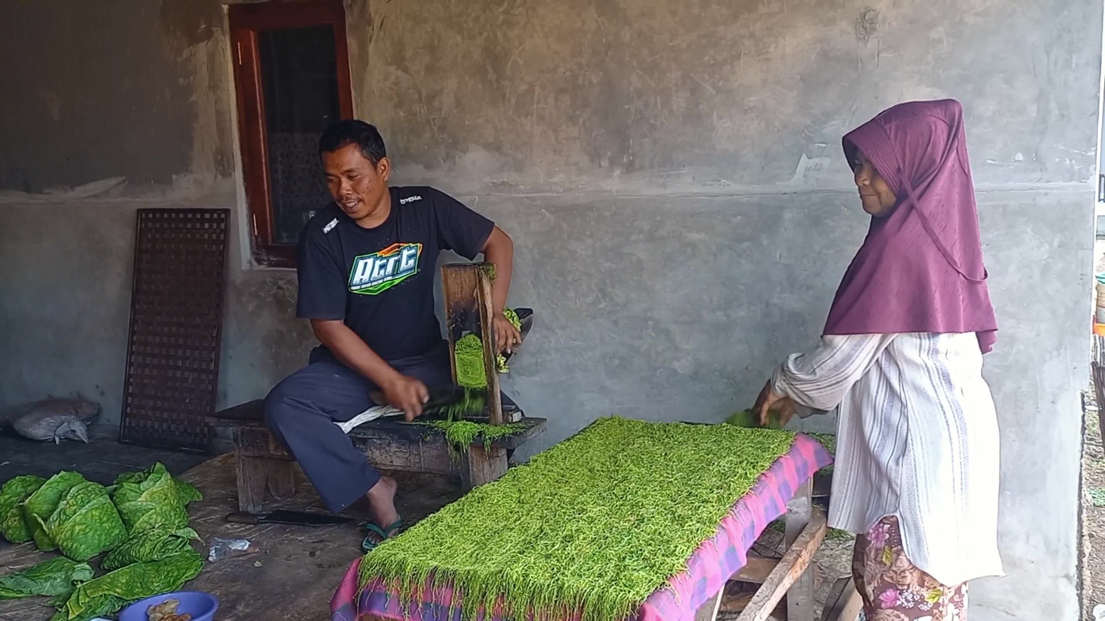 Traditional Tobacco Process In Sumedang West Java Indonesia - 10/04/2024 