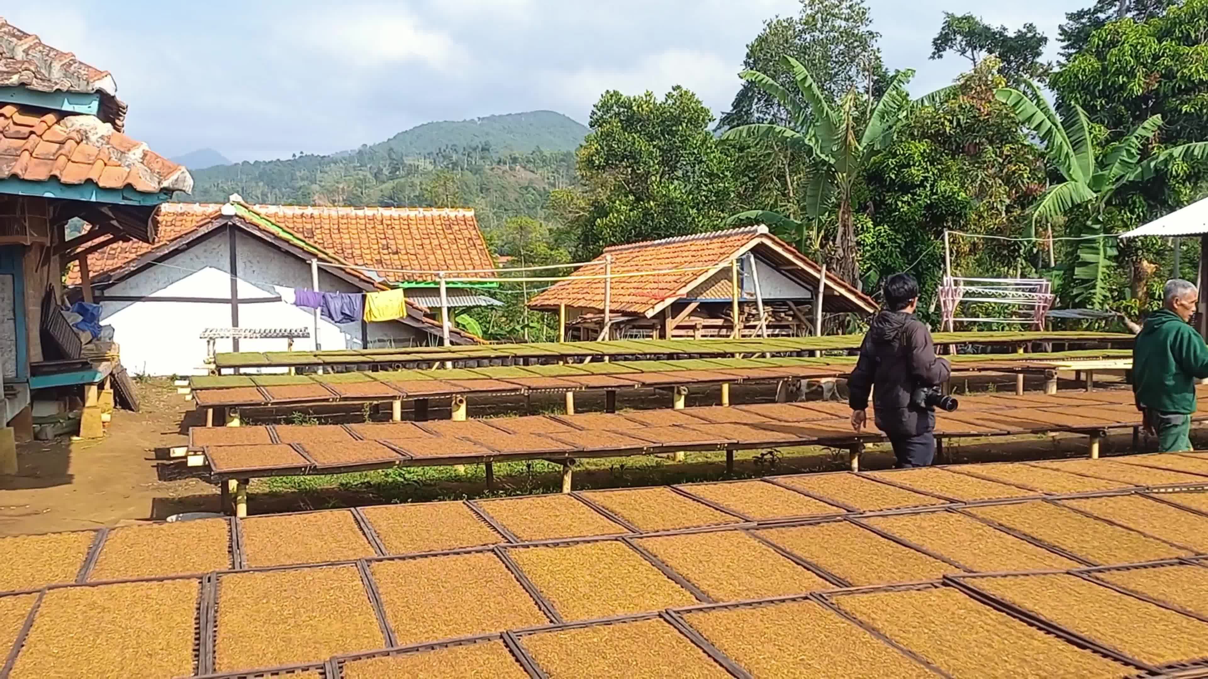 Traditional Tobacco Process In Sumedang West Java Indonesia - 10/04/2024 