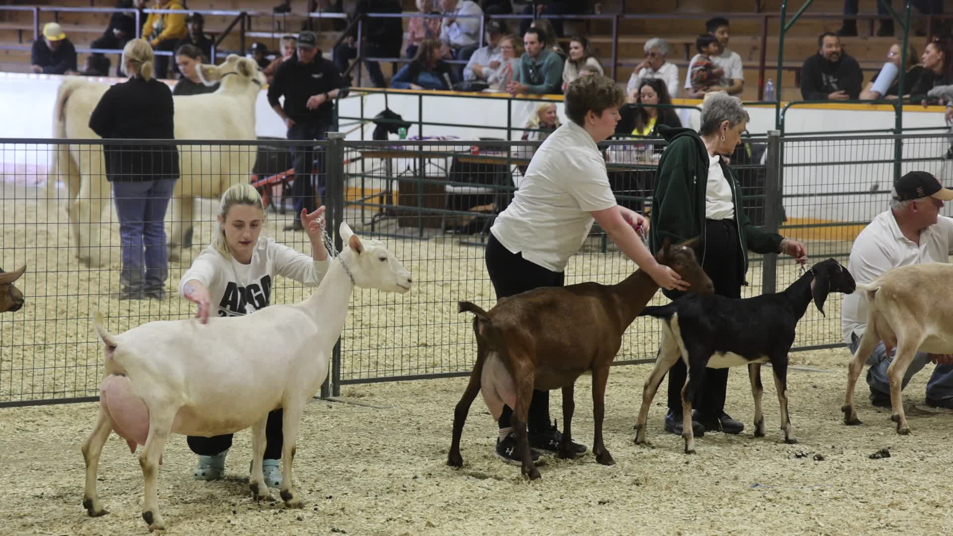Goat Competition