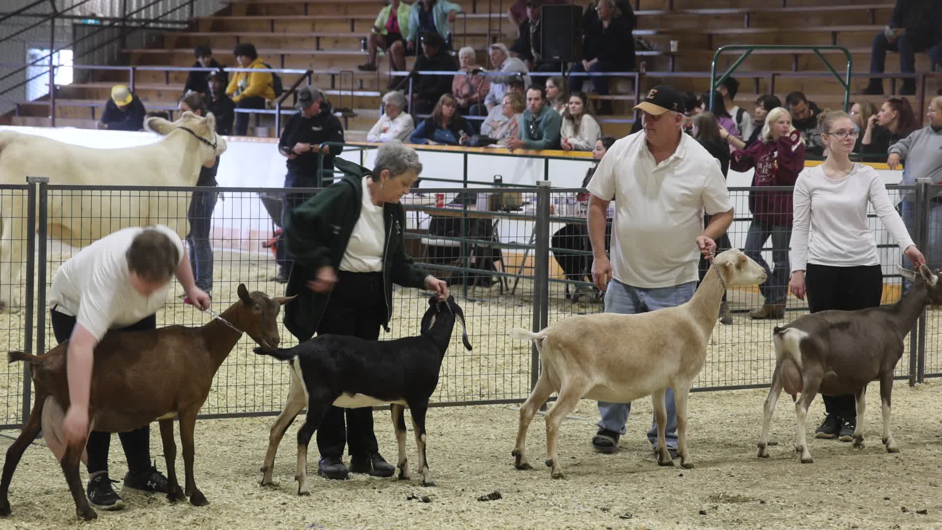 Goat Competition