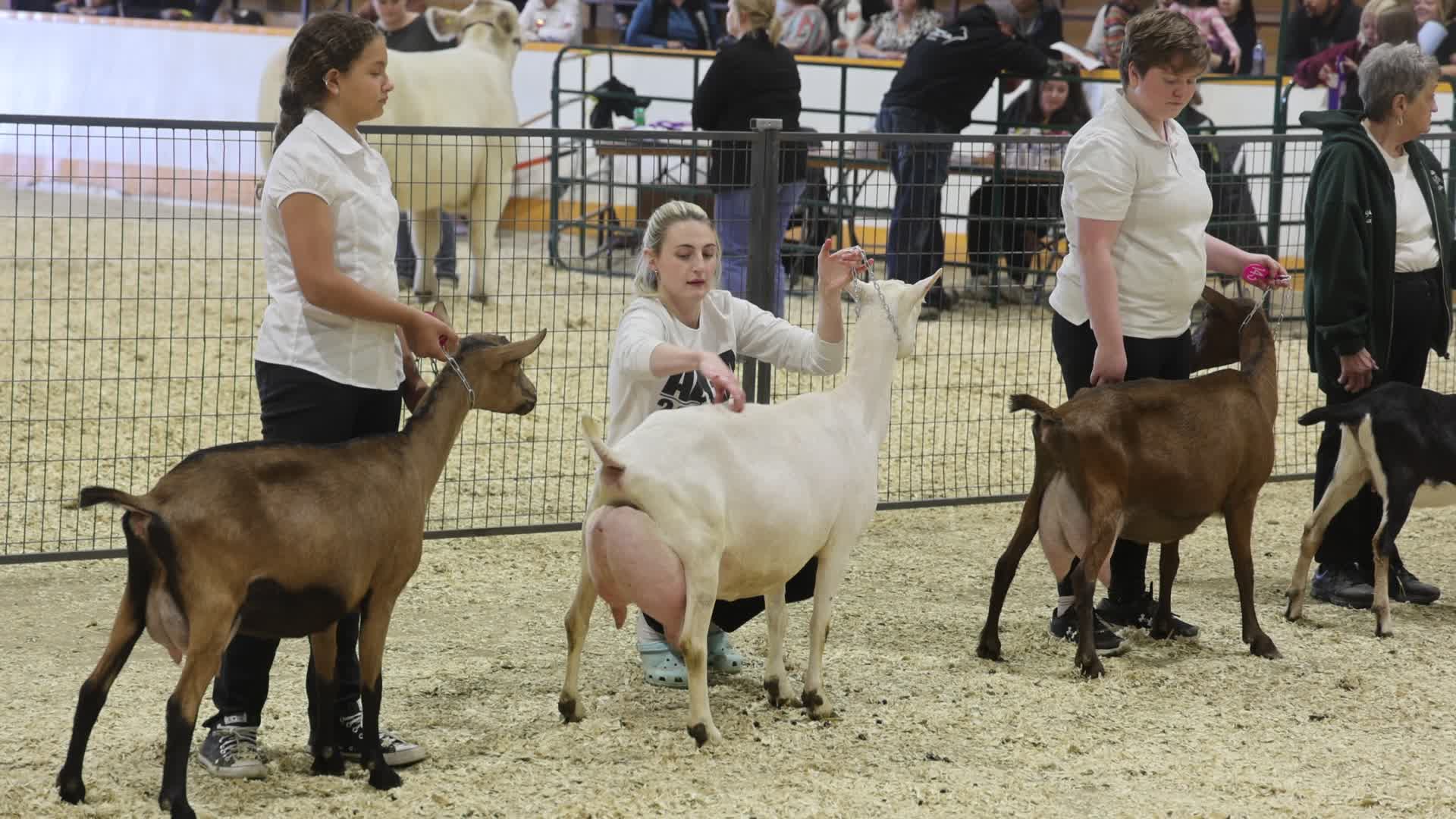 Goat Competition