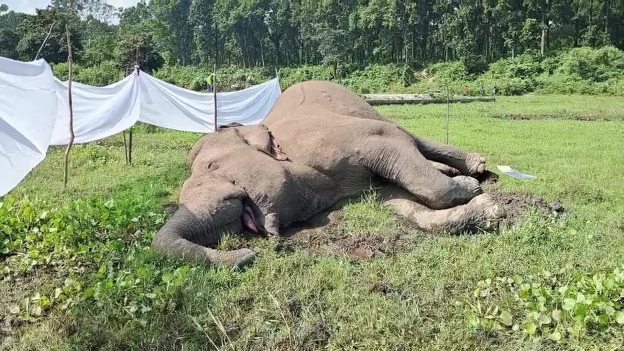 Wild Elephant Found Dead at Dudhia Village near Gajoldoba