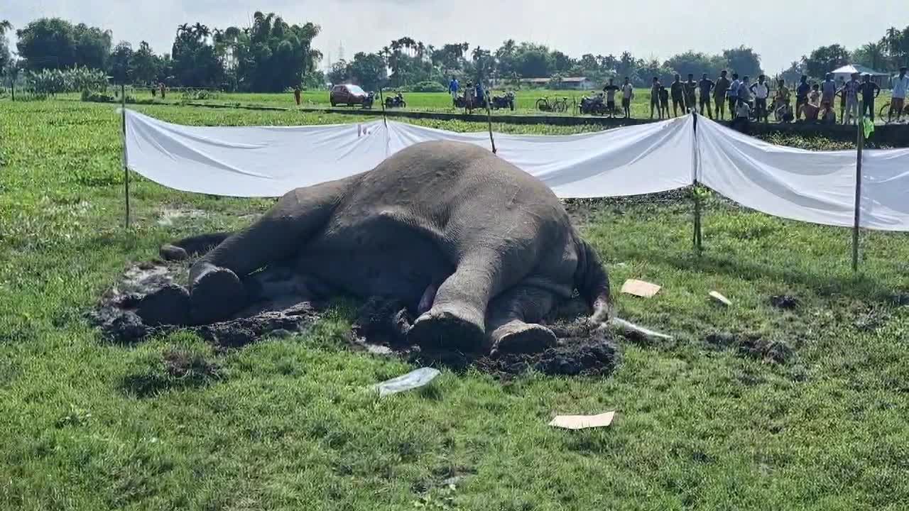 Wild Elephant Found Dead at Dudhia Village near Gajoldoba