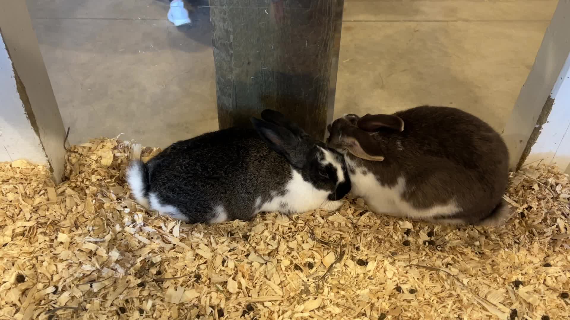Prize winning rabbits