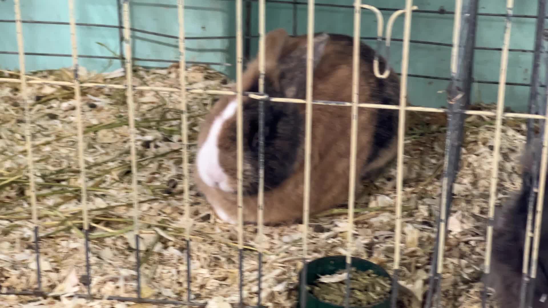 Prize winning rabbits