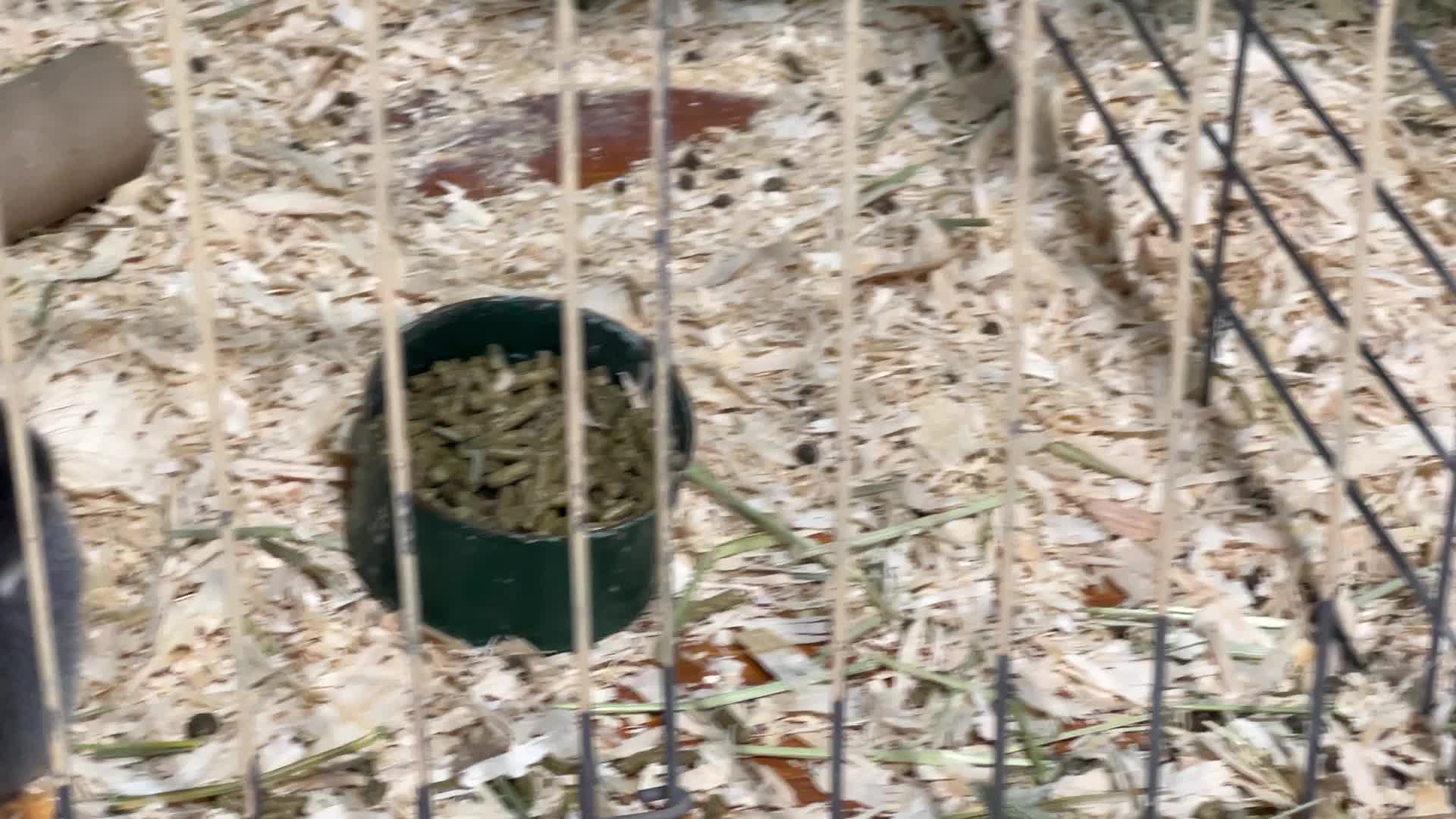 Prize winning rabbits