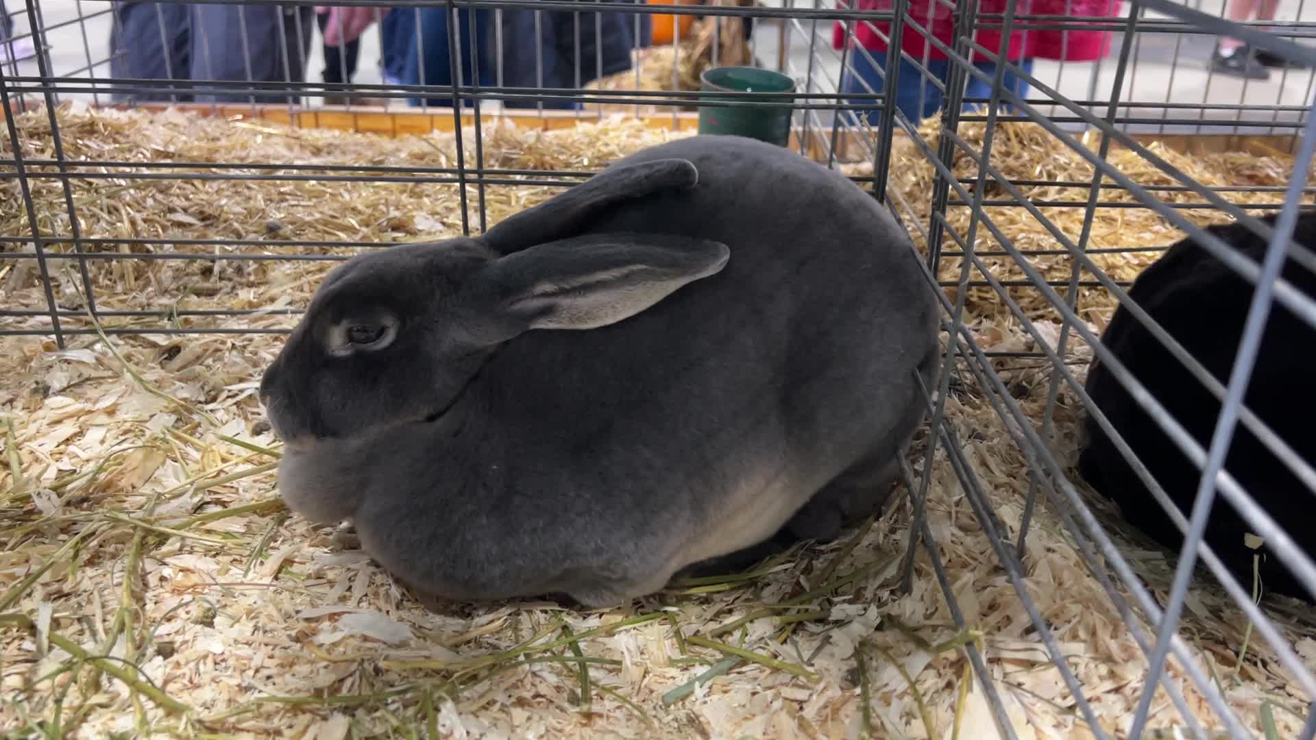 Prize winning rabbits