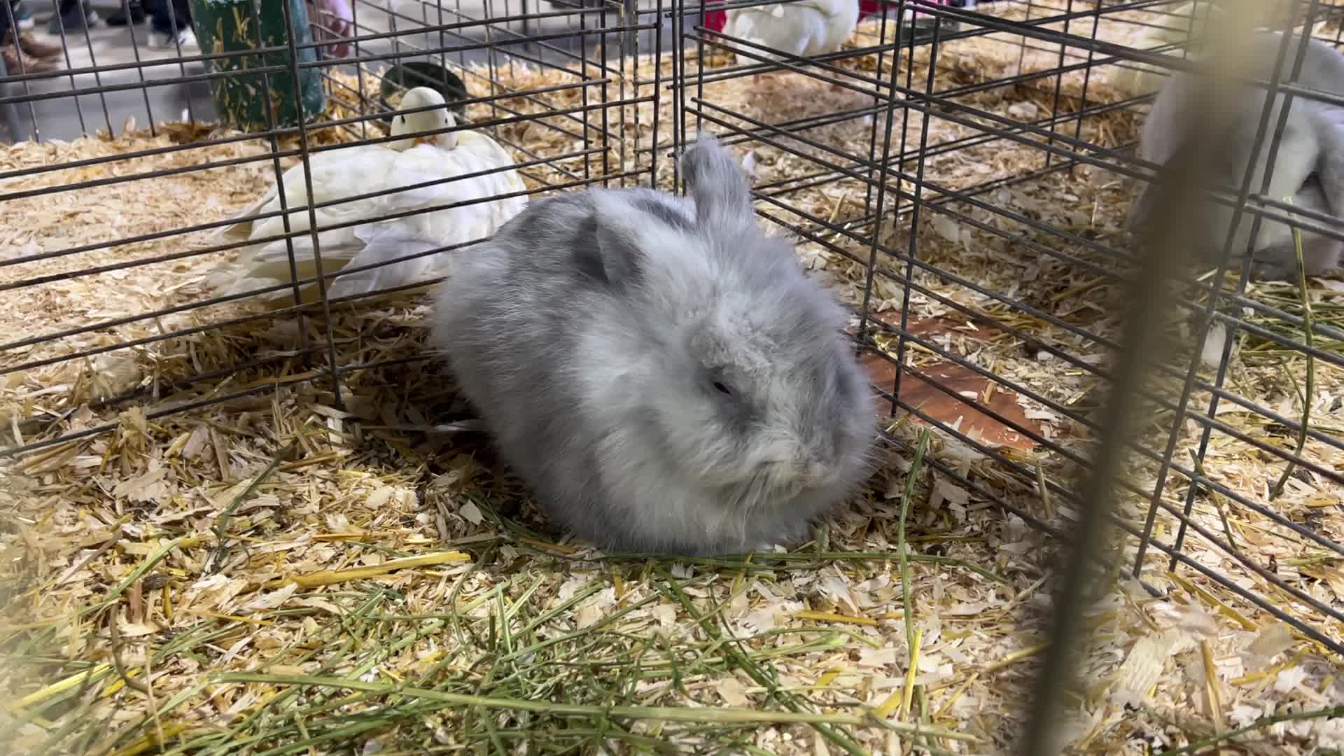 Prize winning rabbits