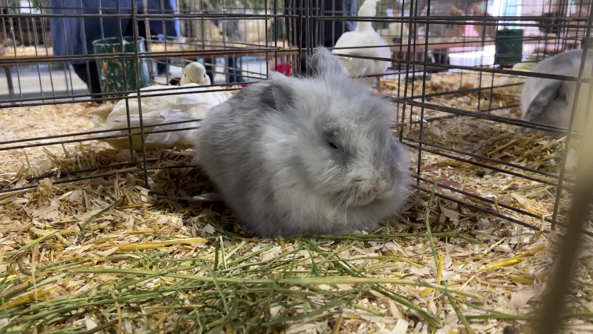 Prize winning rabbits