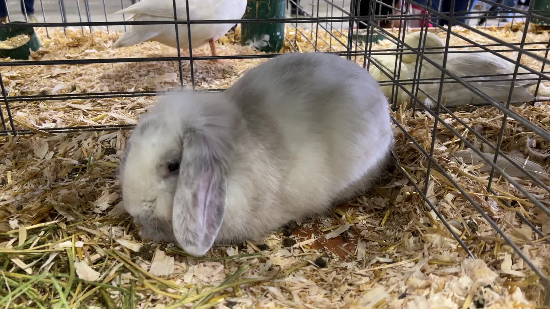 Prize winning rabbits