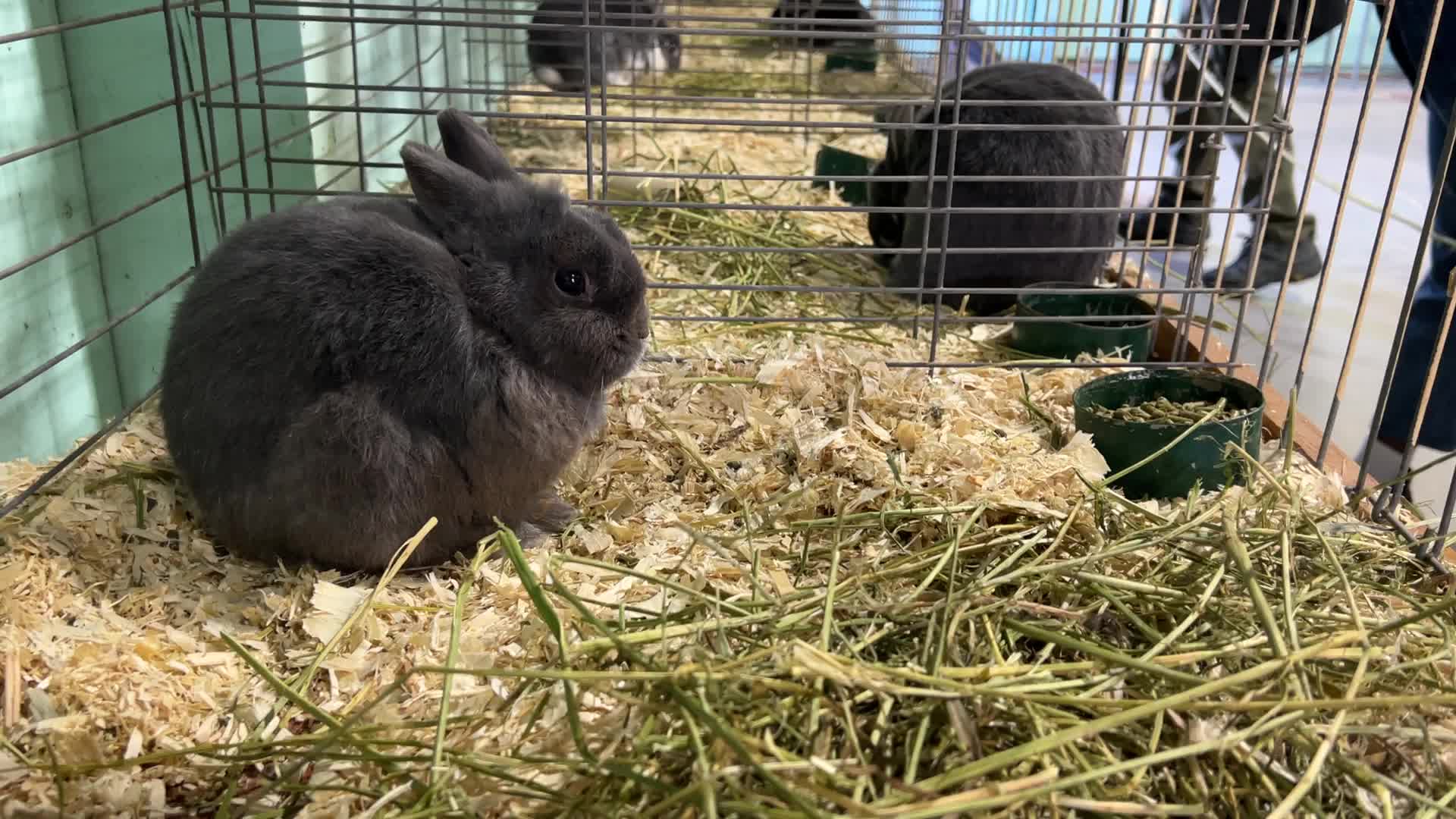 Prize winning rabbits