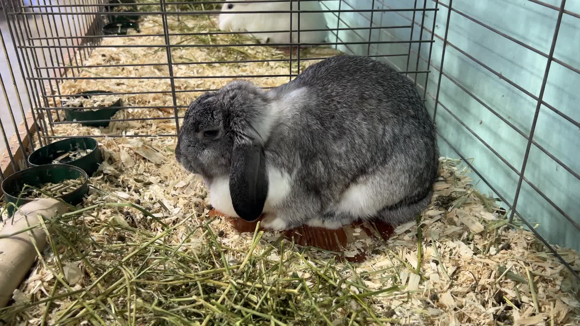 Prize winning rabbits