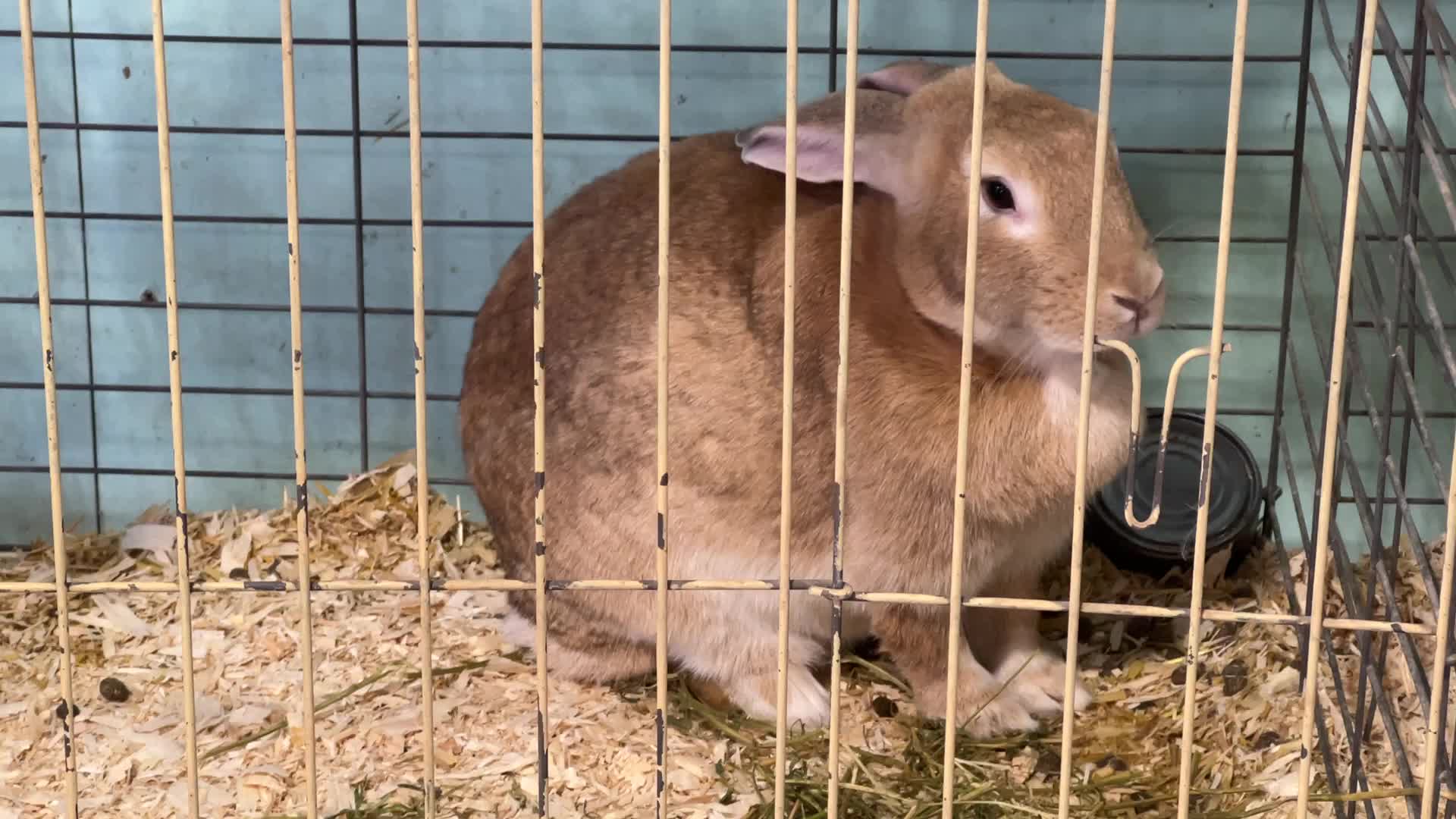 Prize winning rabbits