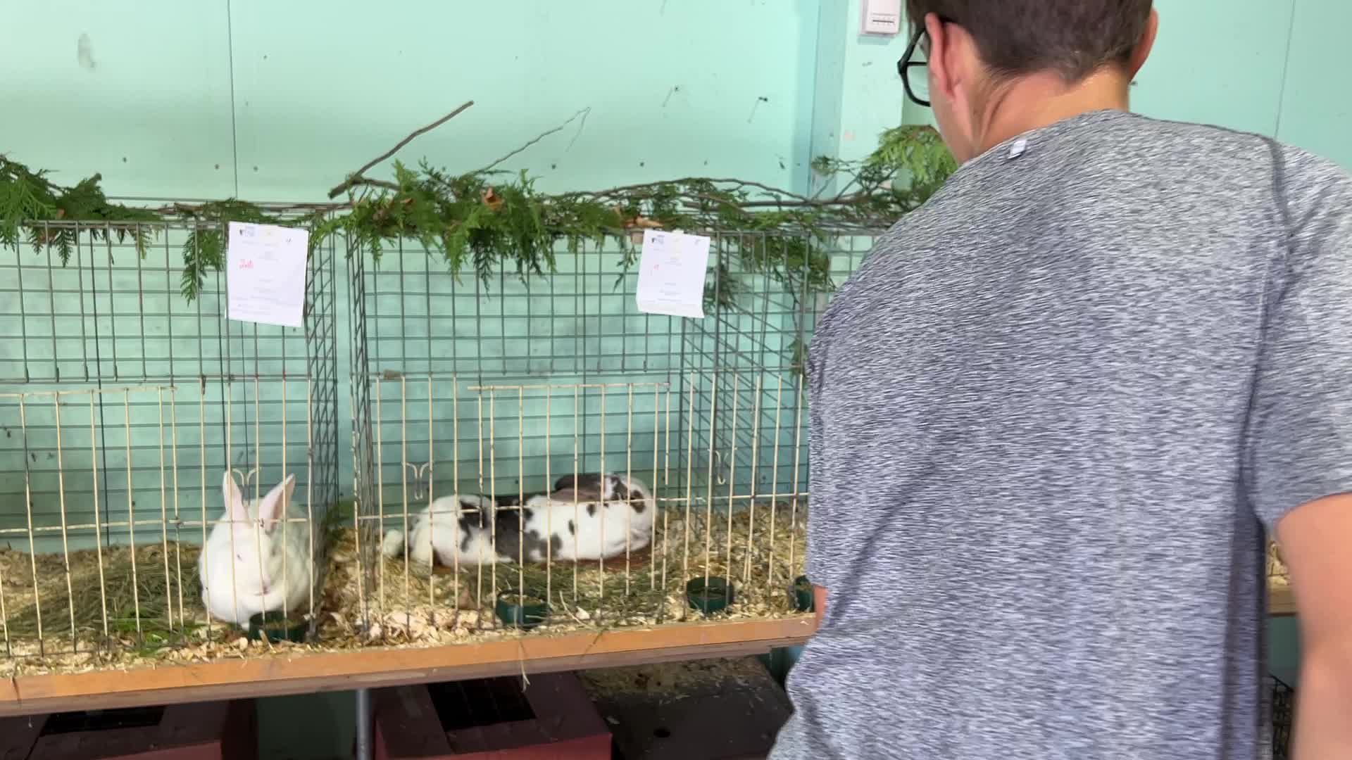 Prize winning rabbits