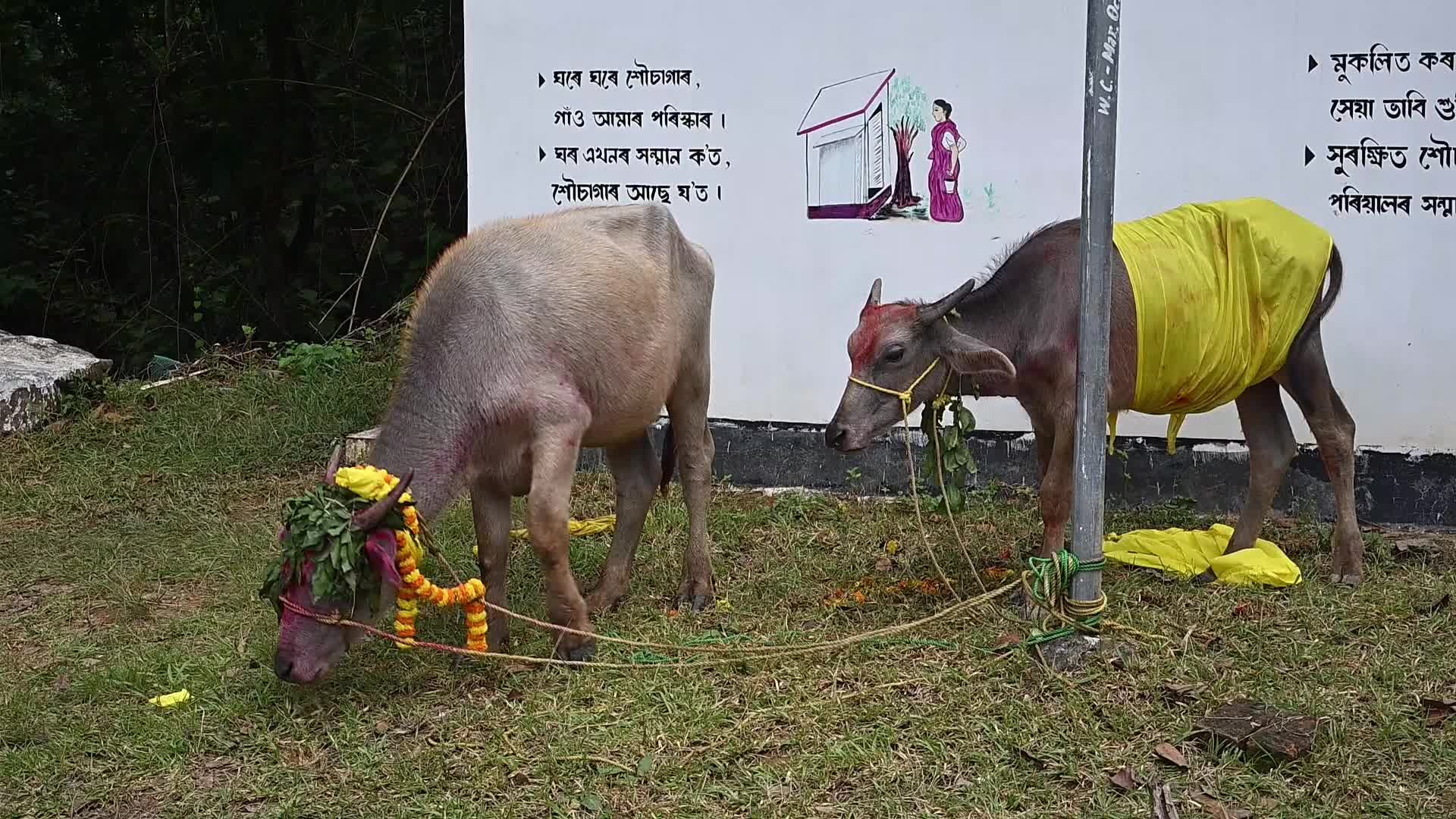 Animal sacrifice during Durga Puja festival