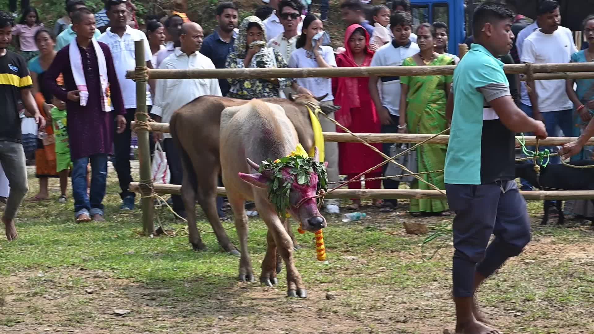 Animal sacrifice during Durga Puja festival