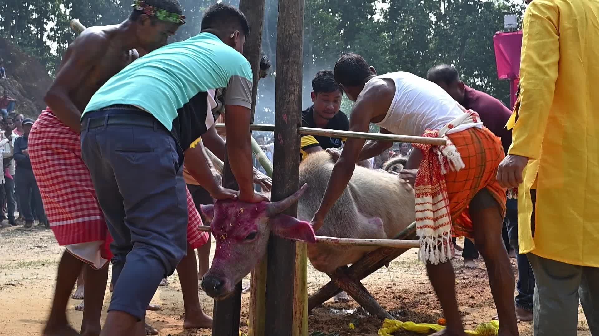 Animal sacrifice during Durga Puja festival