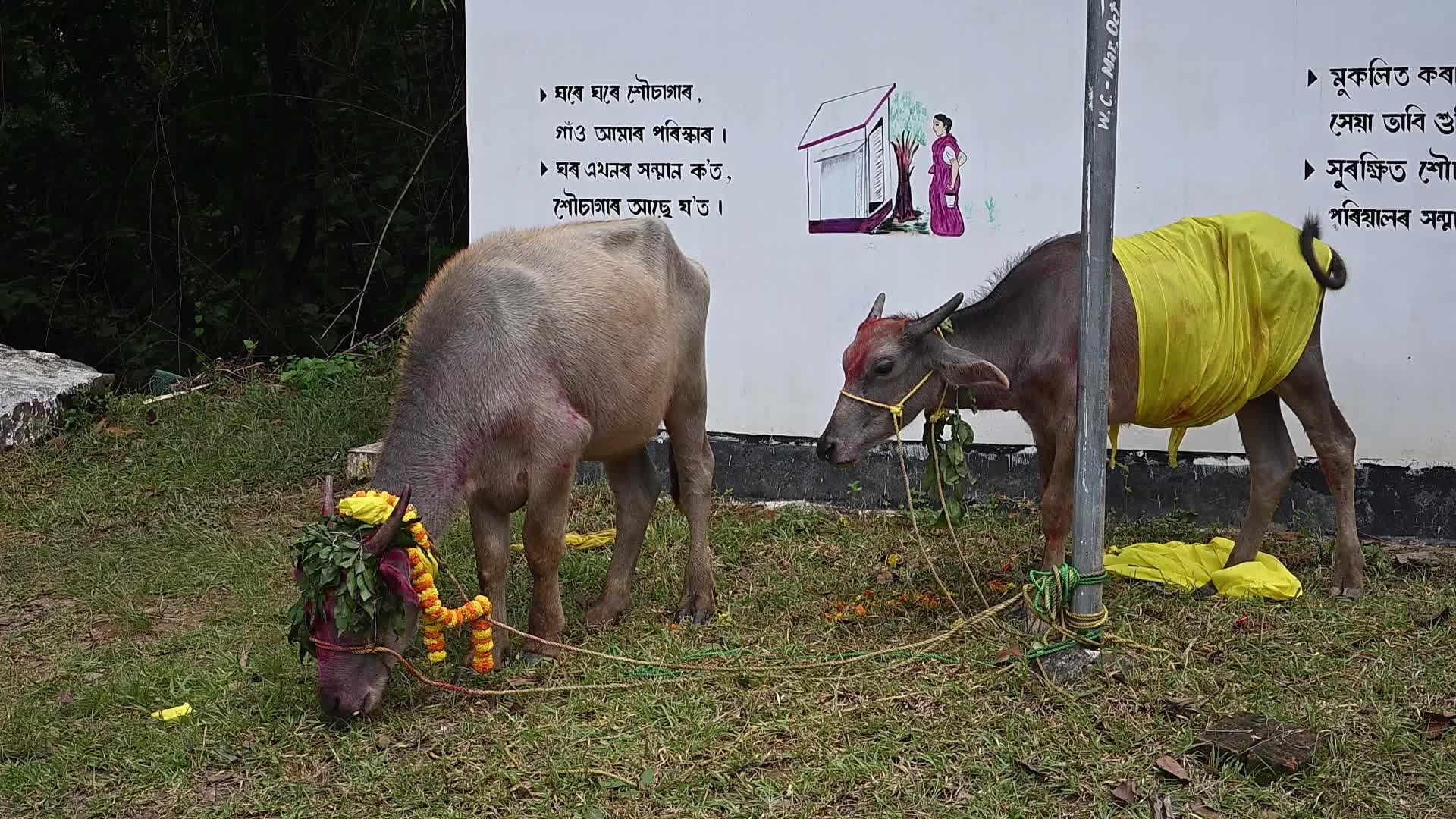 Animal sacrifice during Durga Puja festival
