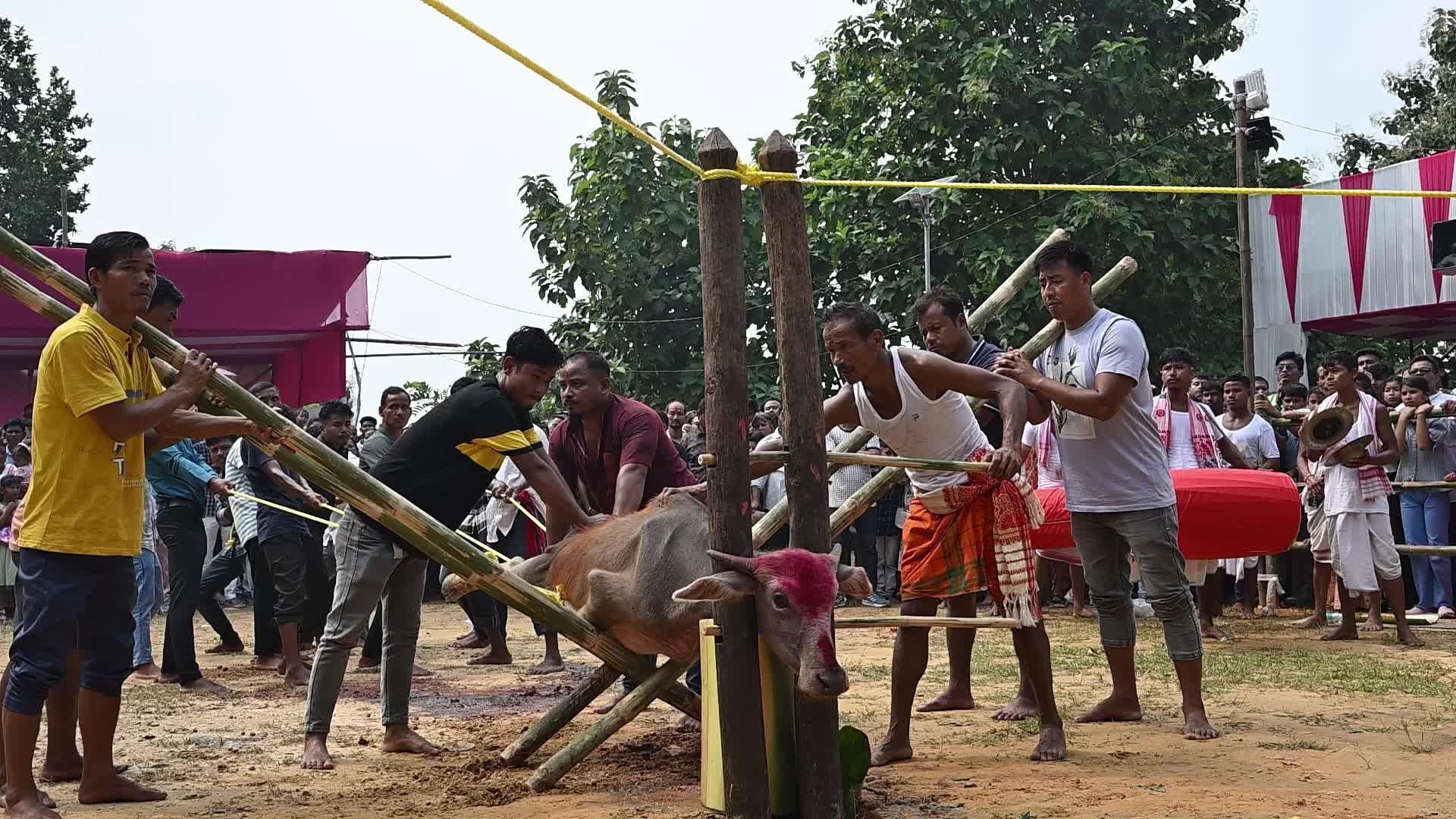 Animal sacrifice during Durga Puja festival