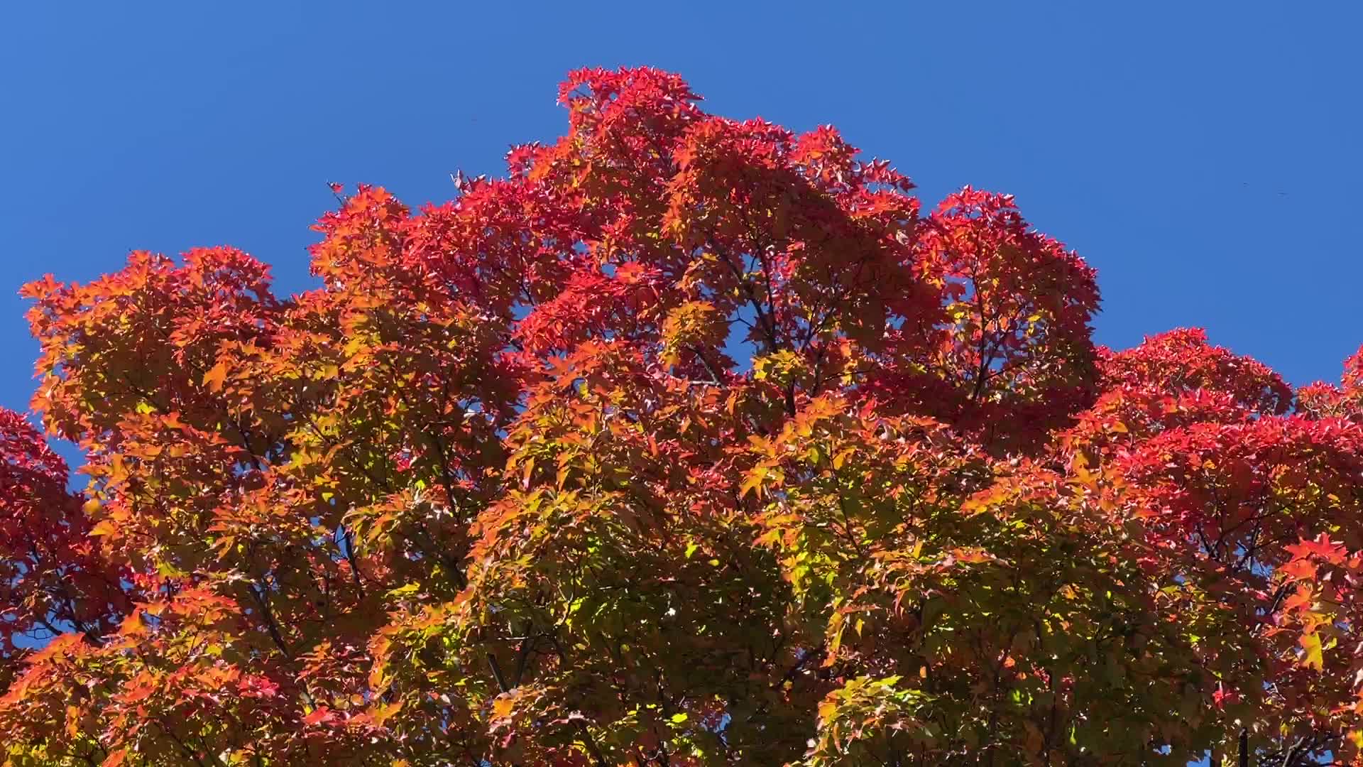 Autumn season in Canada