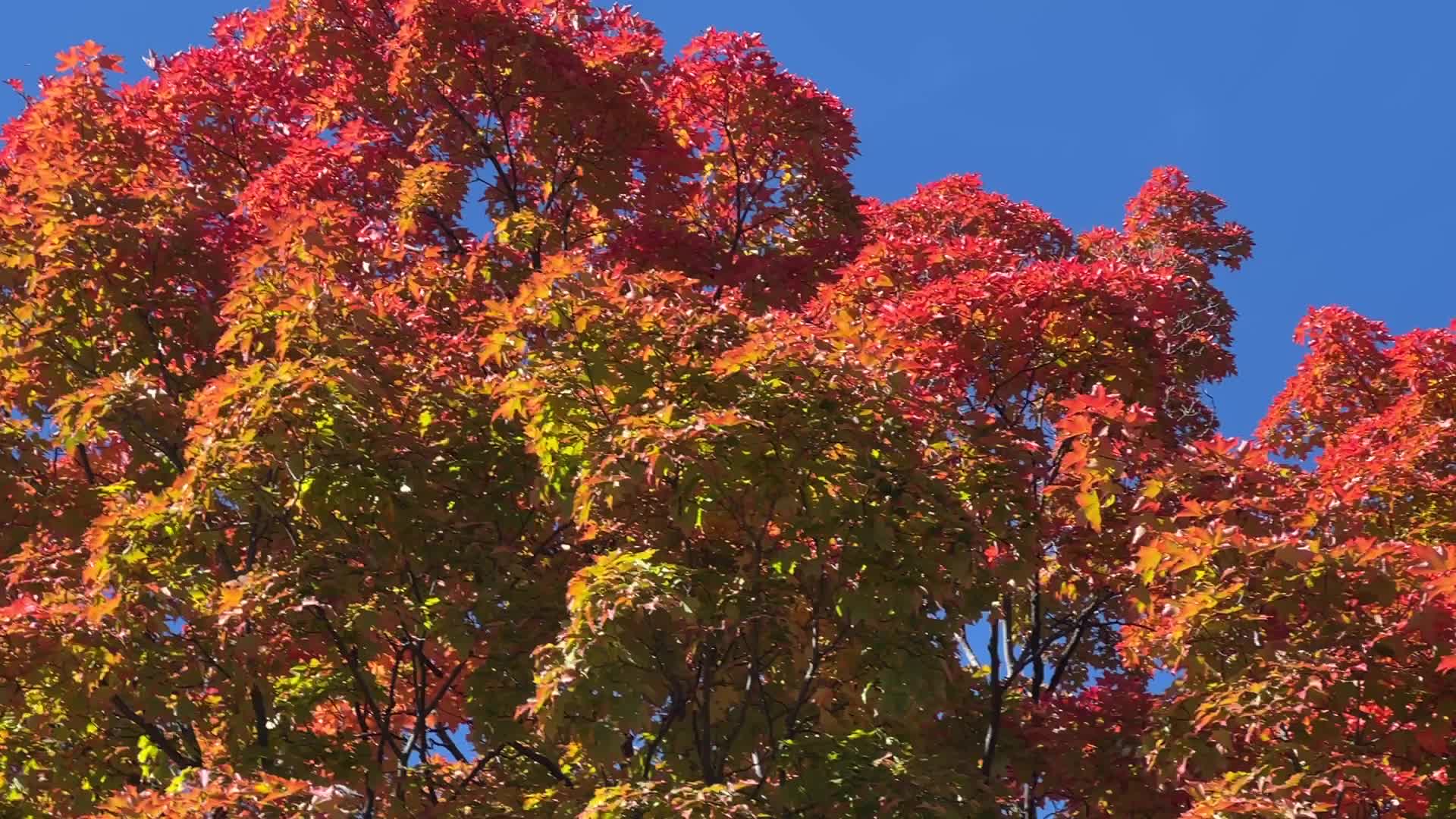 Autumn season in Canada