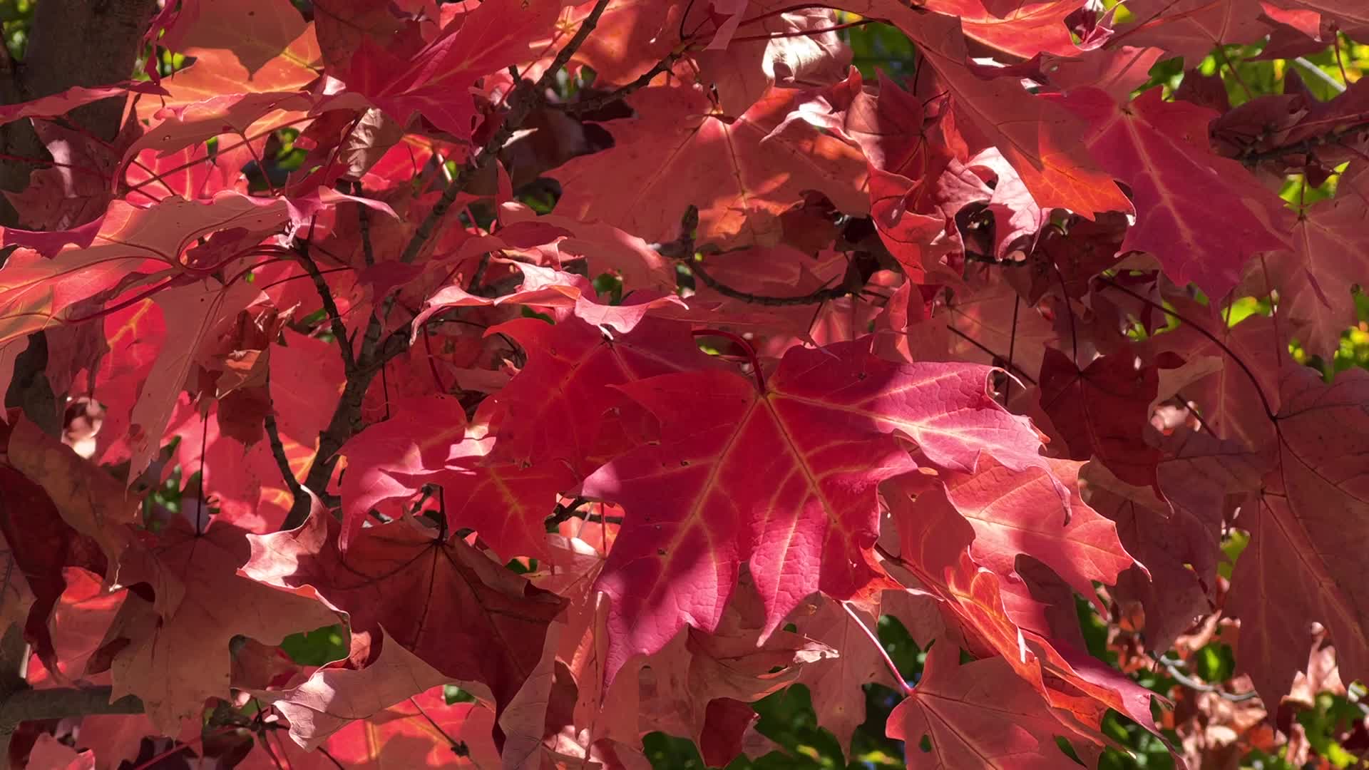 Autumn season in Canada