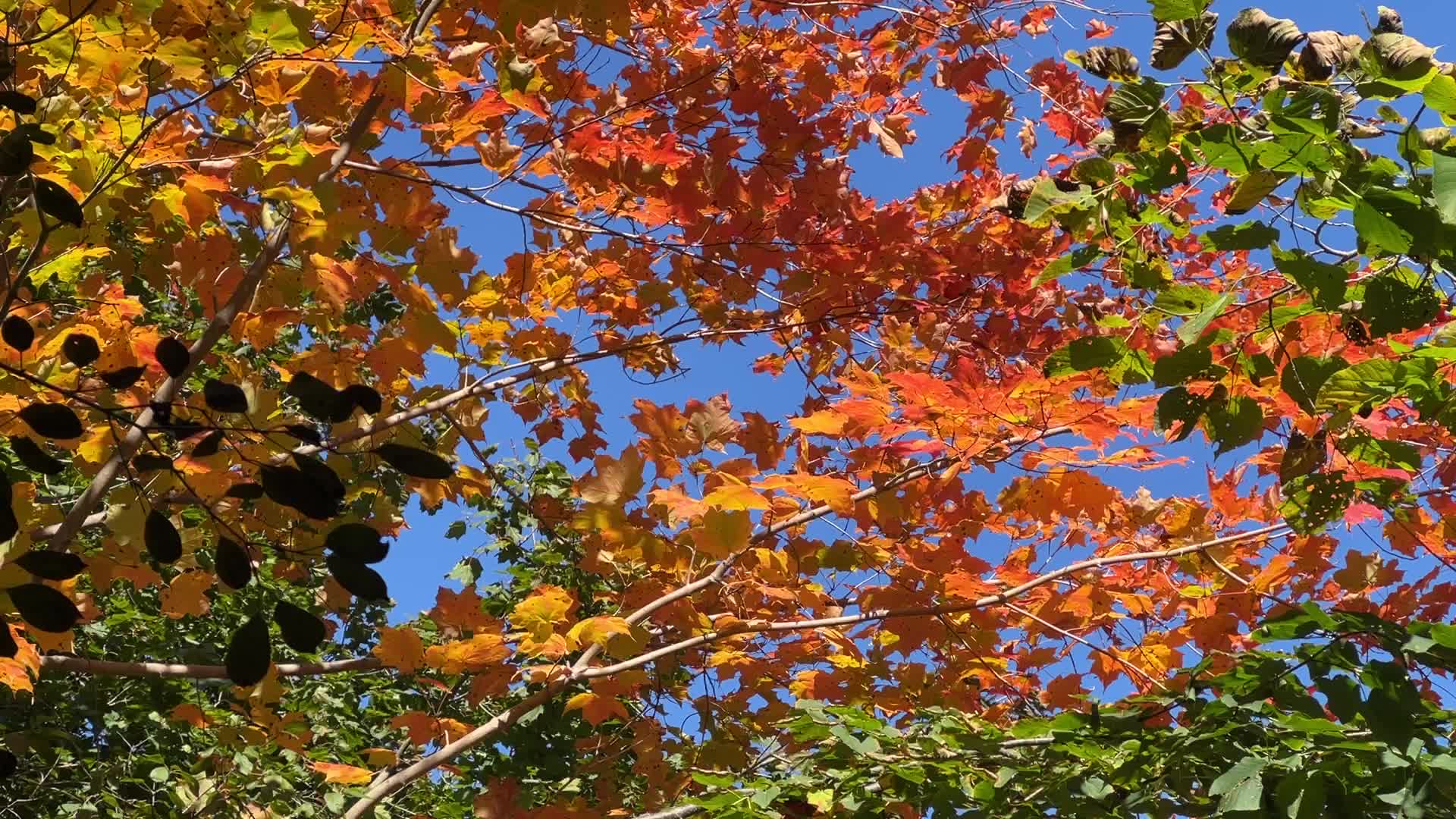 Autumn season in Canada