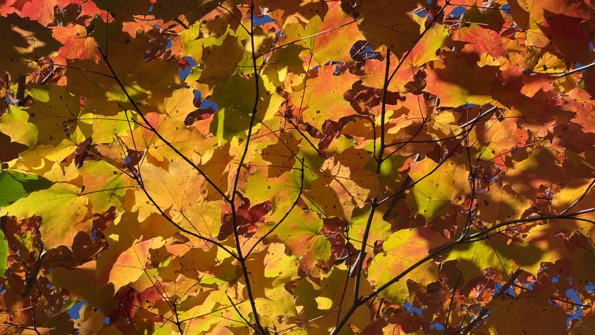 Autumn season in Canada