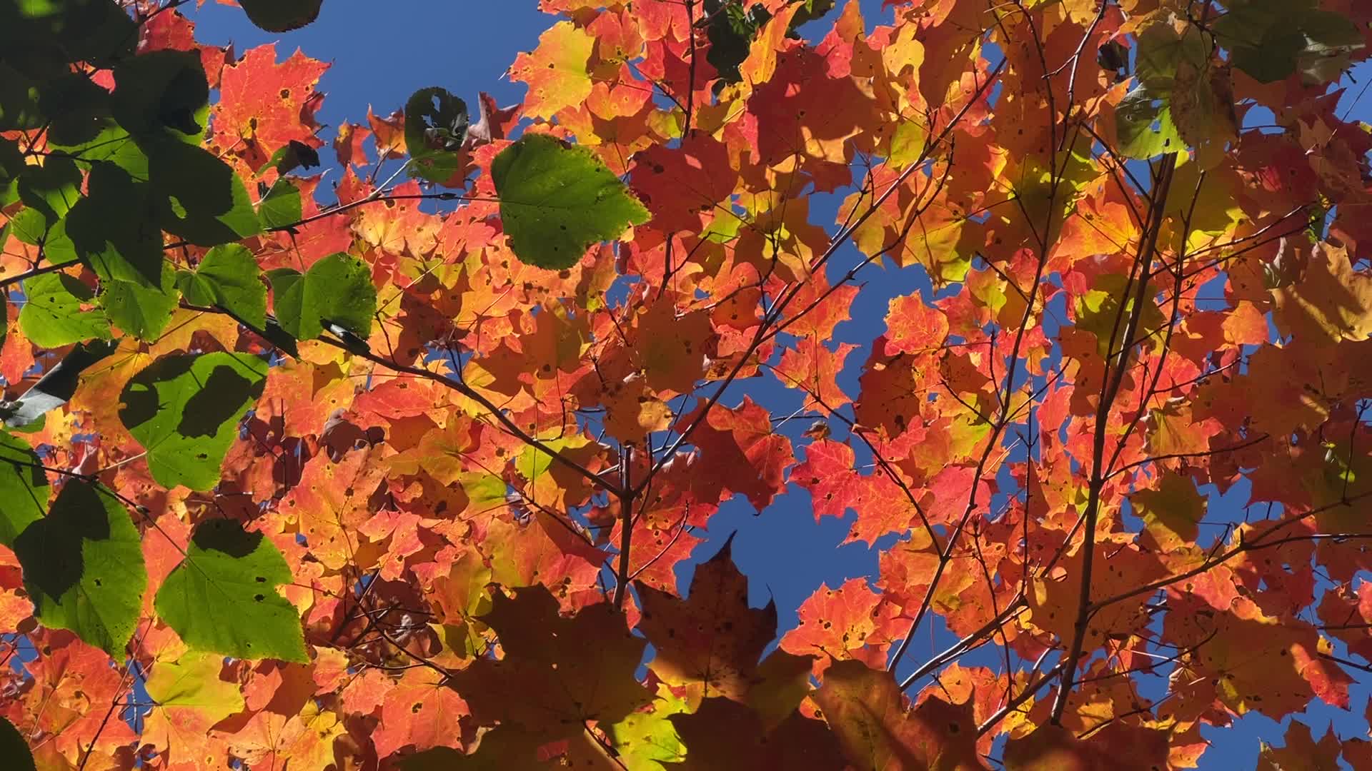 Autumn season in Canada