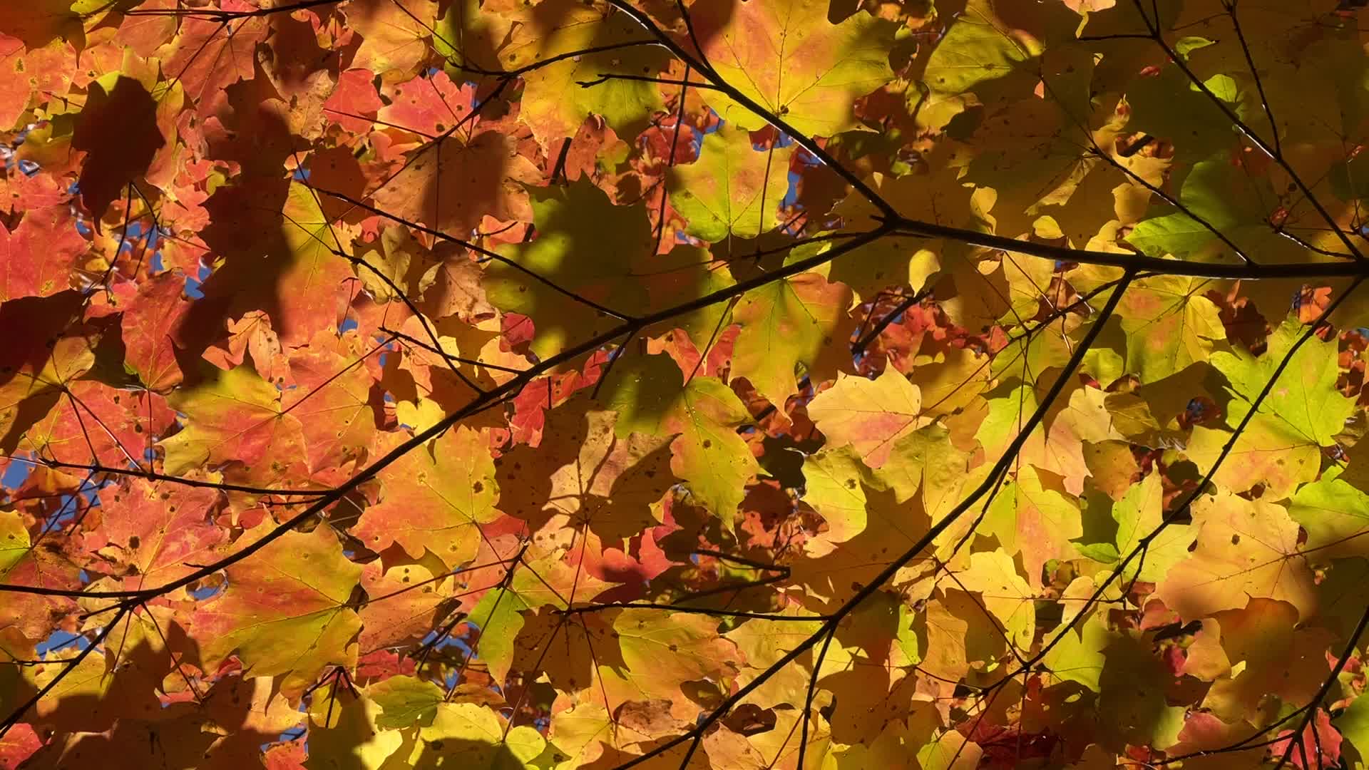Autumn season in Canada