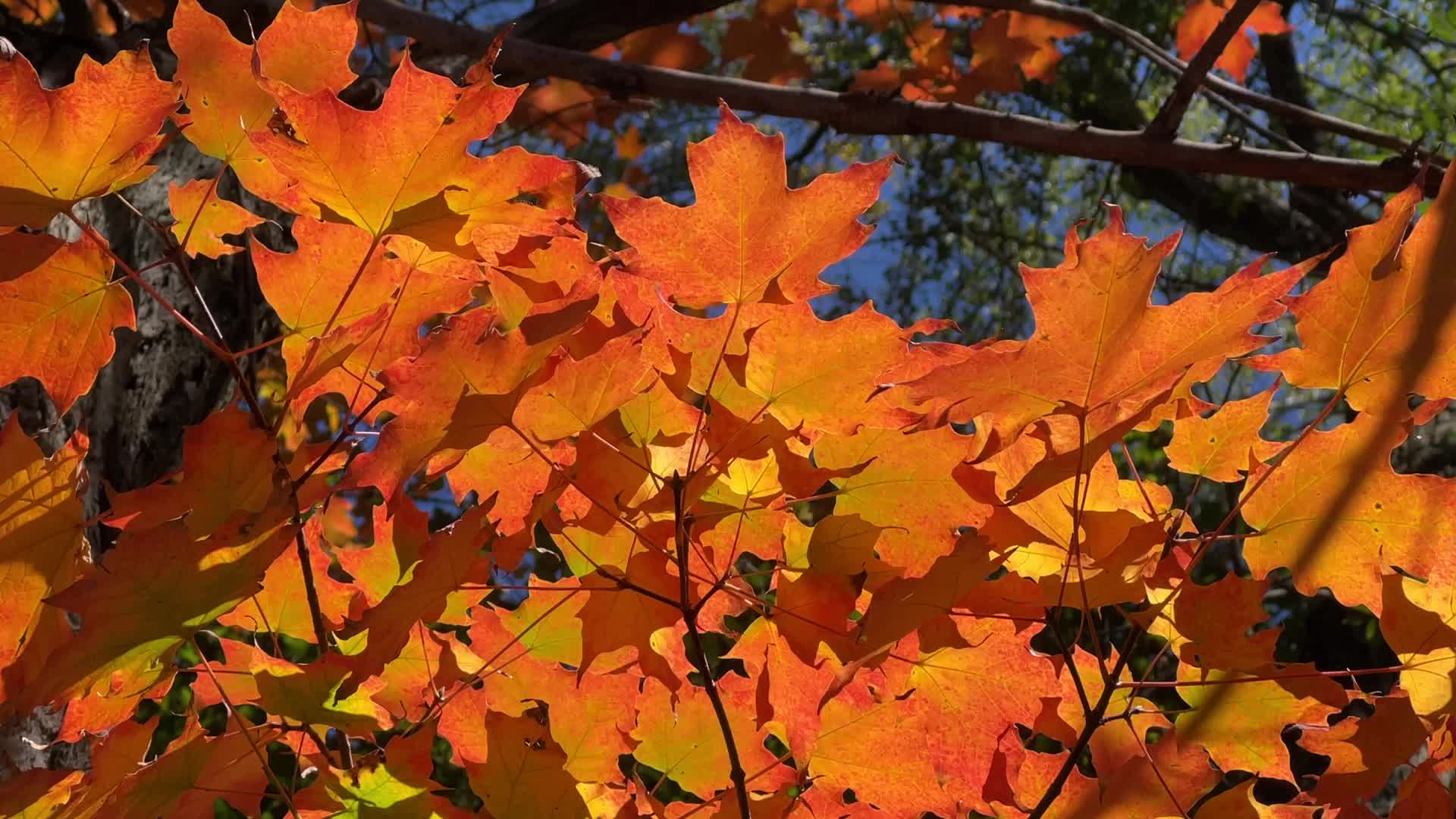 Autumn season in Canada