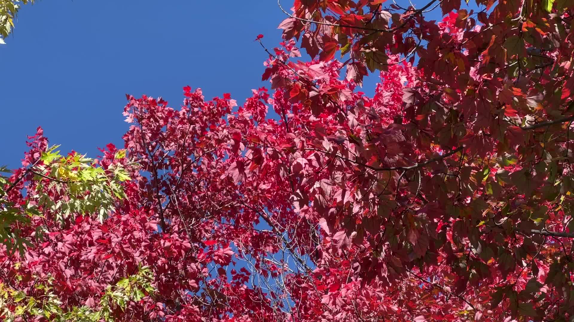 Autumn season in Canada