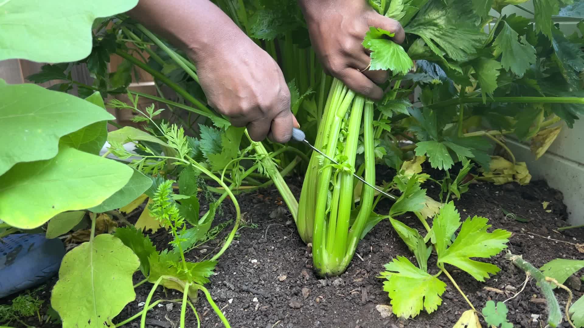 Agriculture in Canada - Celery