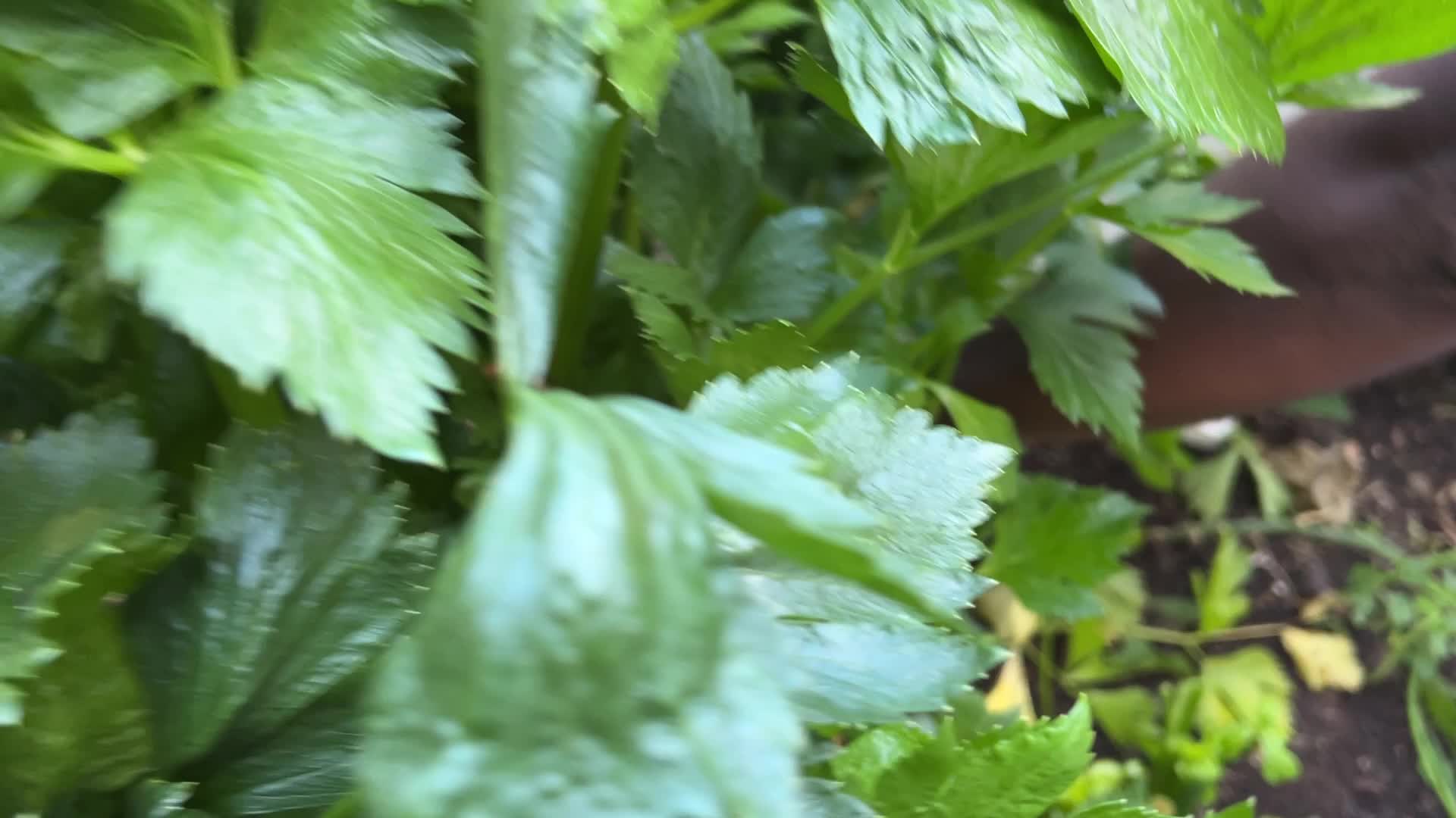 Agriculture in Canada - Celery