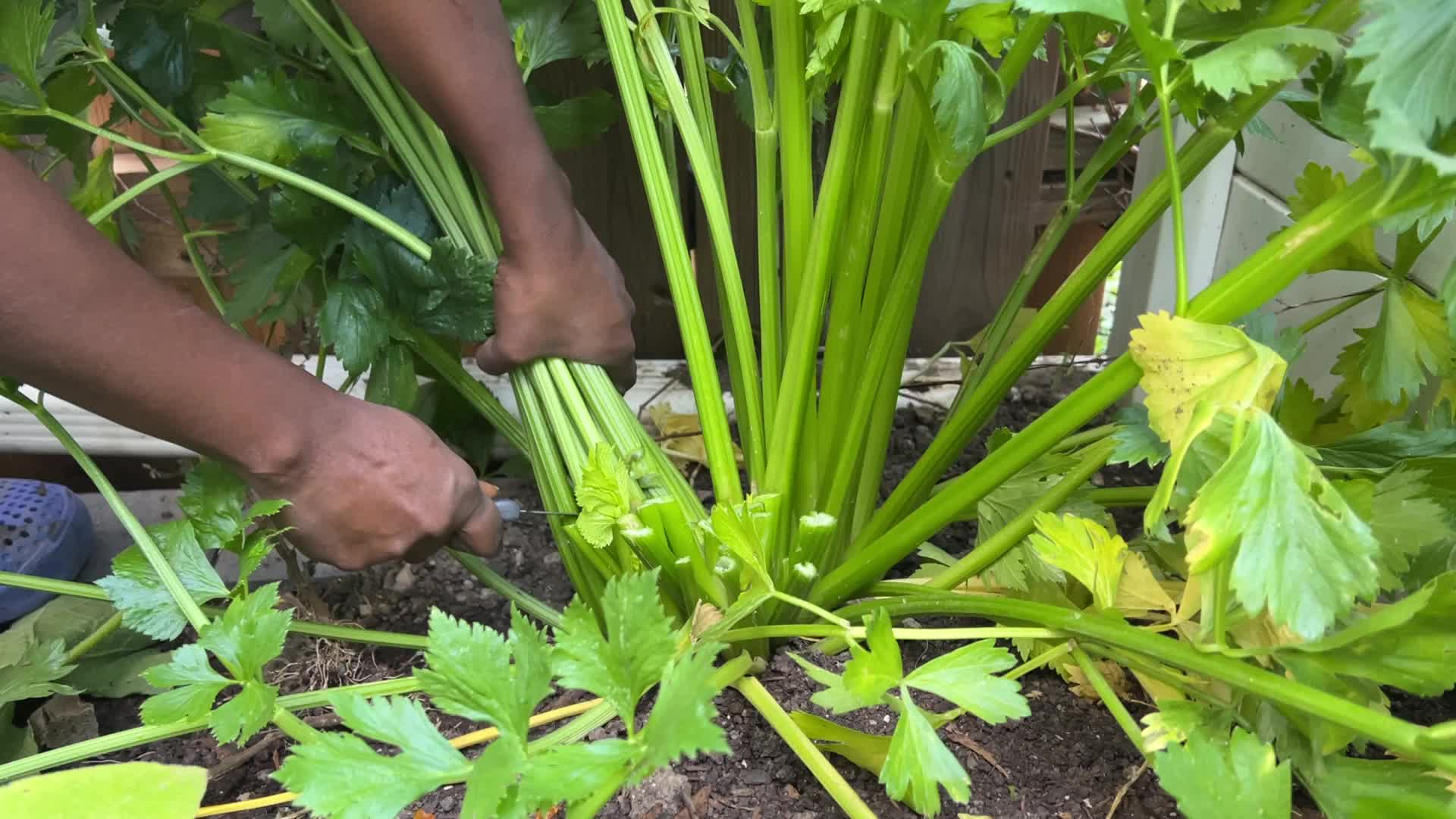 Agriculture in Canada - Celery