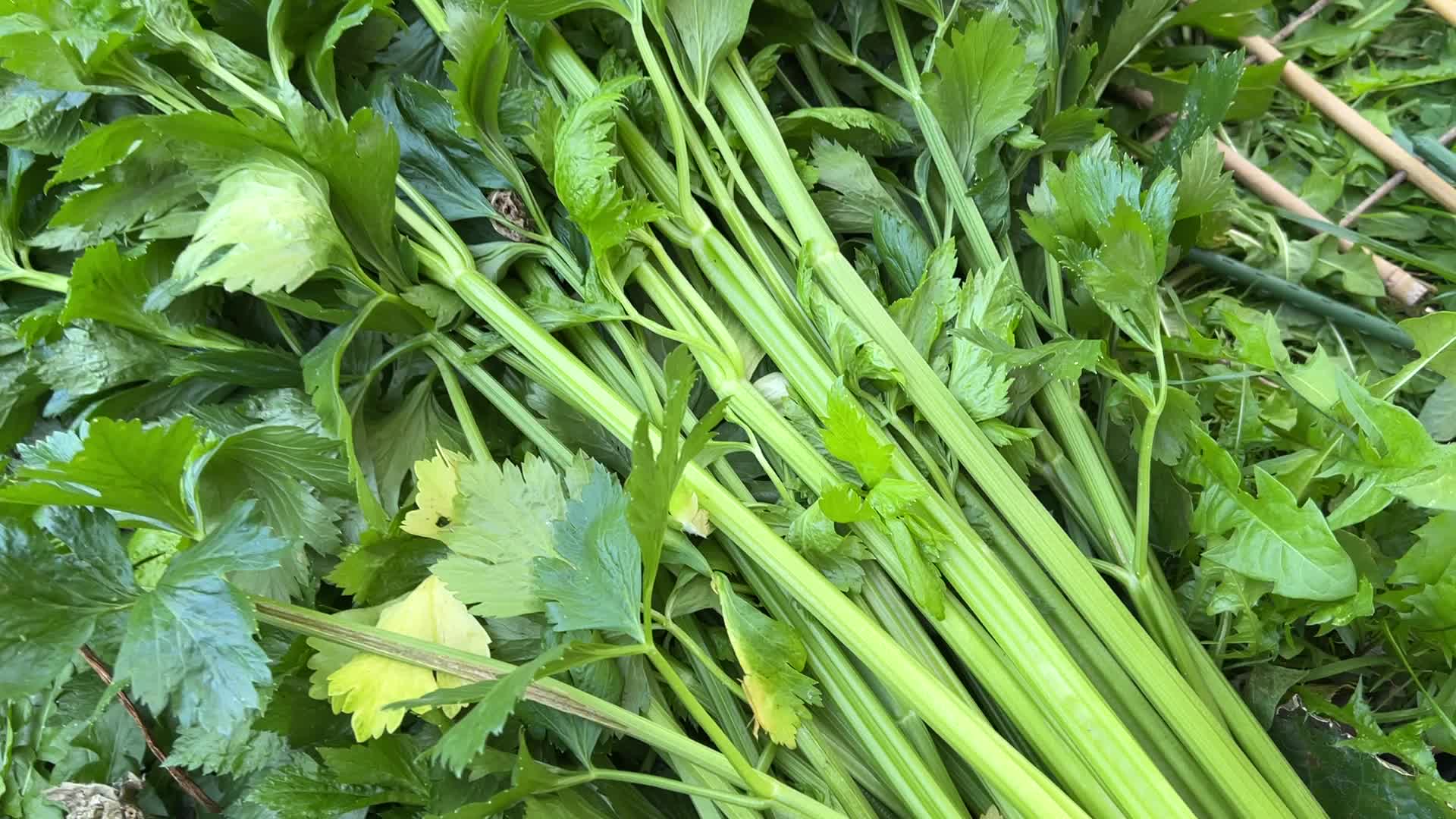 Agriculture in Canada - Celery
