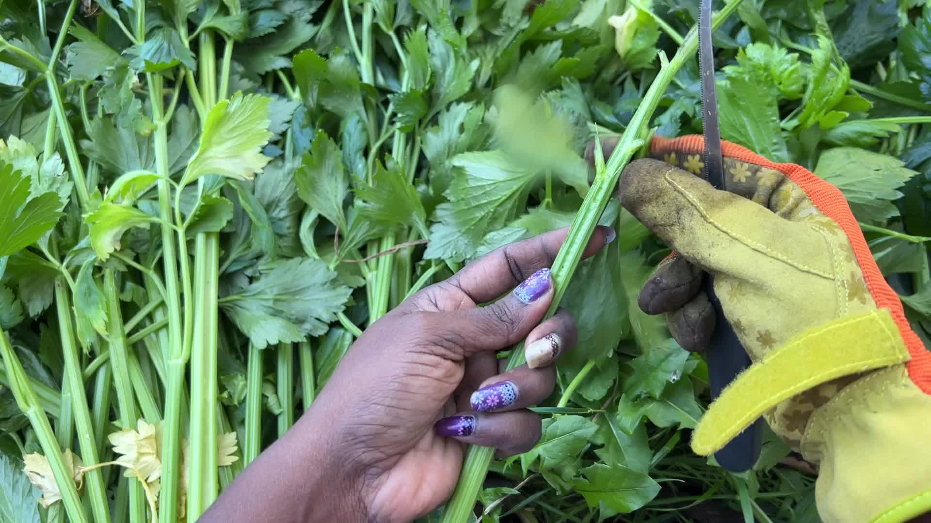 Agriculture in Canada - Celery