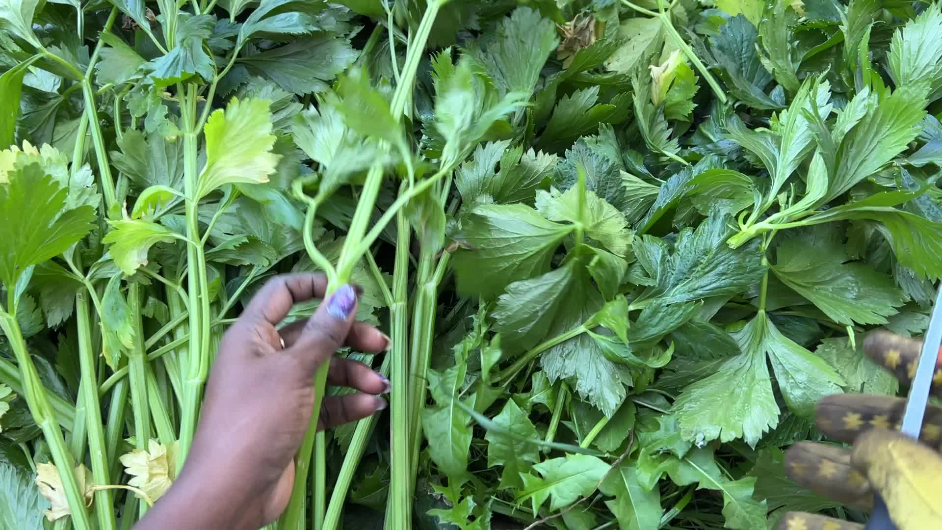 Agriculture in Canada - Celery