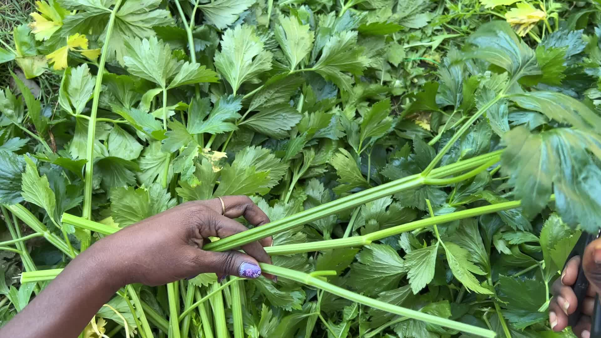 Agriculture in Canada - Celery