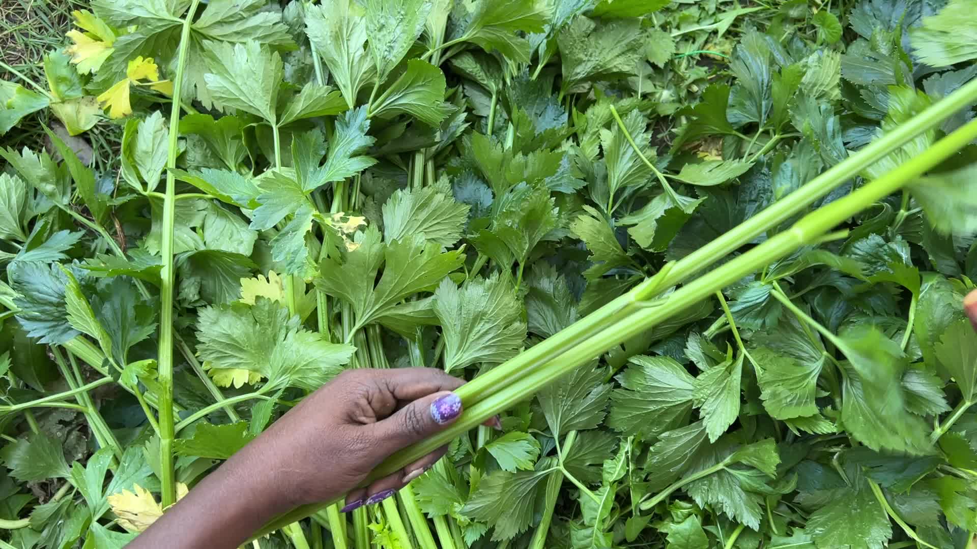 Agriculture in Canada - Celery
