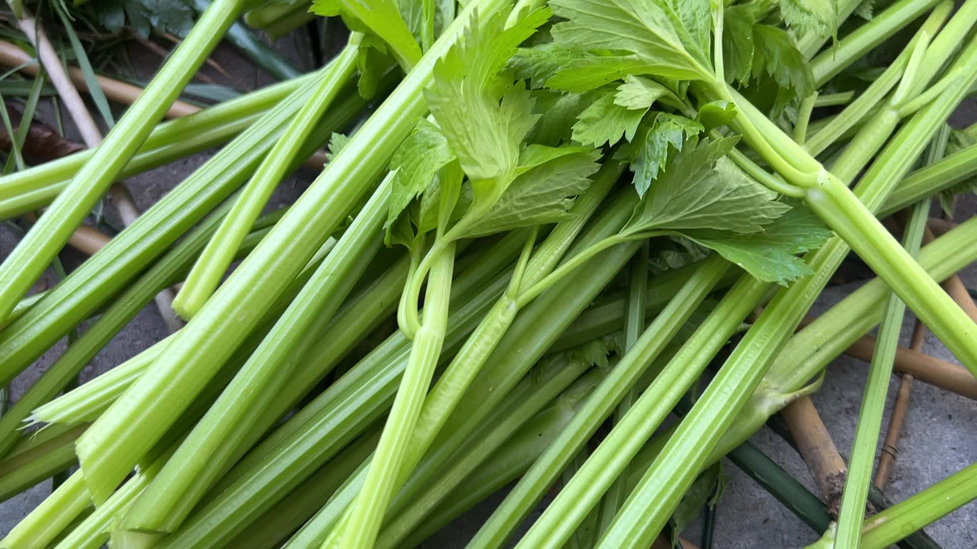 Agriculture in Canada - Celery