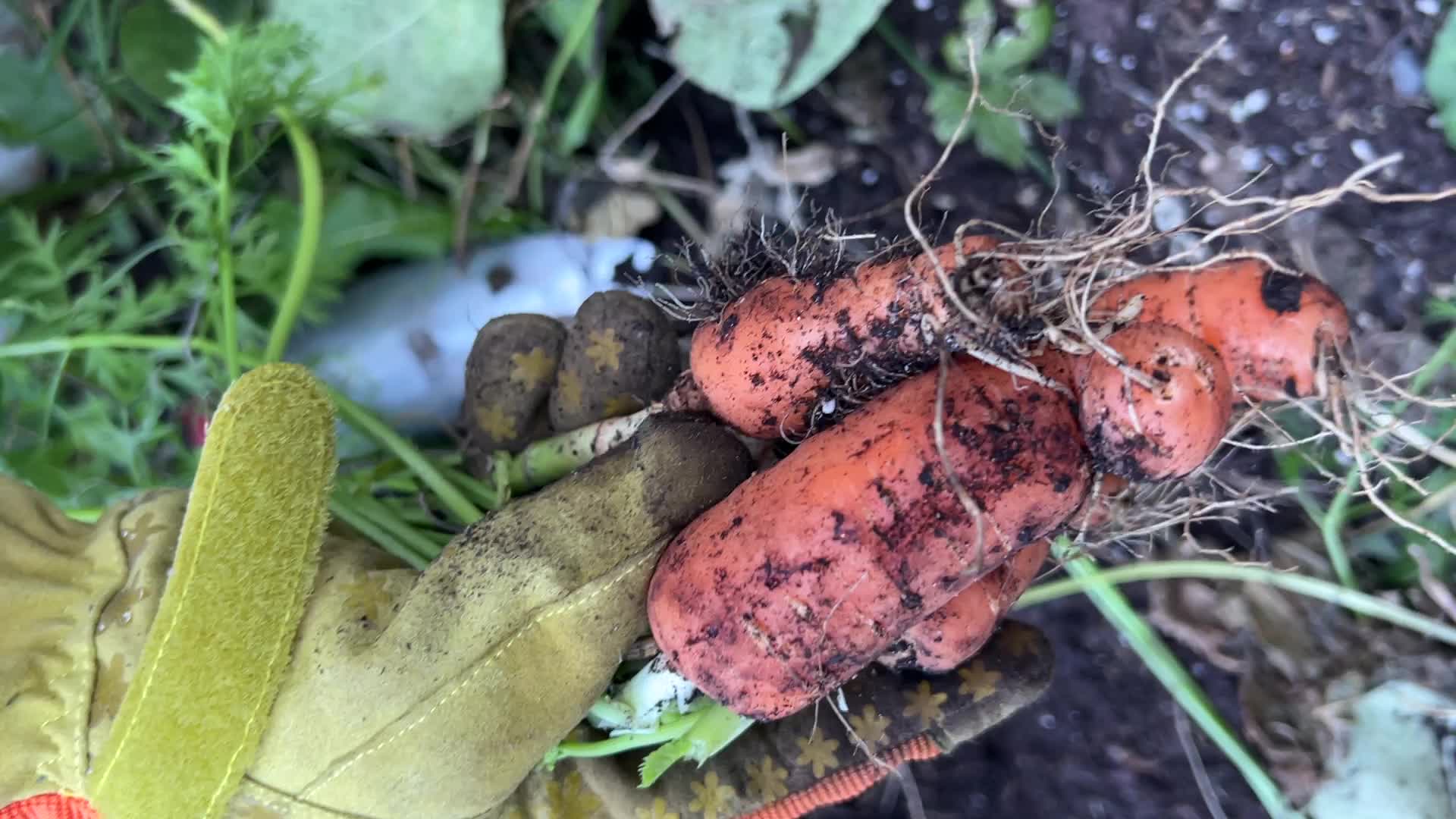 Agriculture in Canada