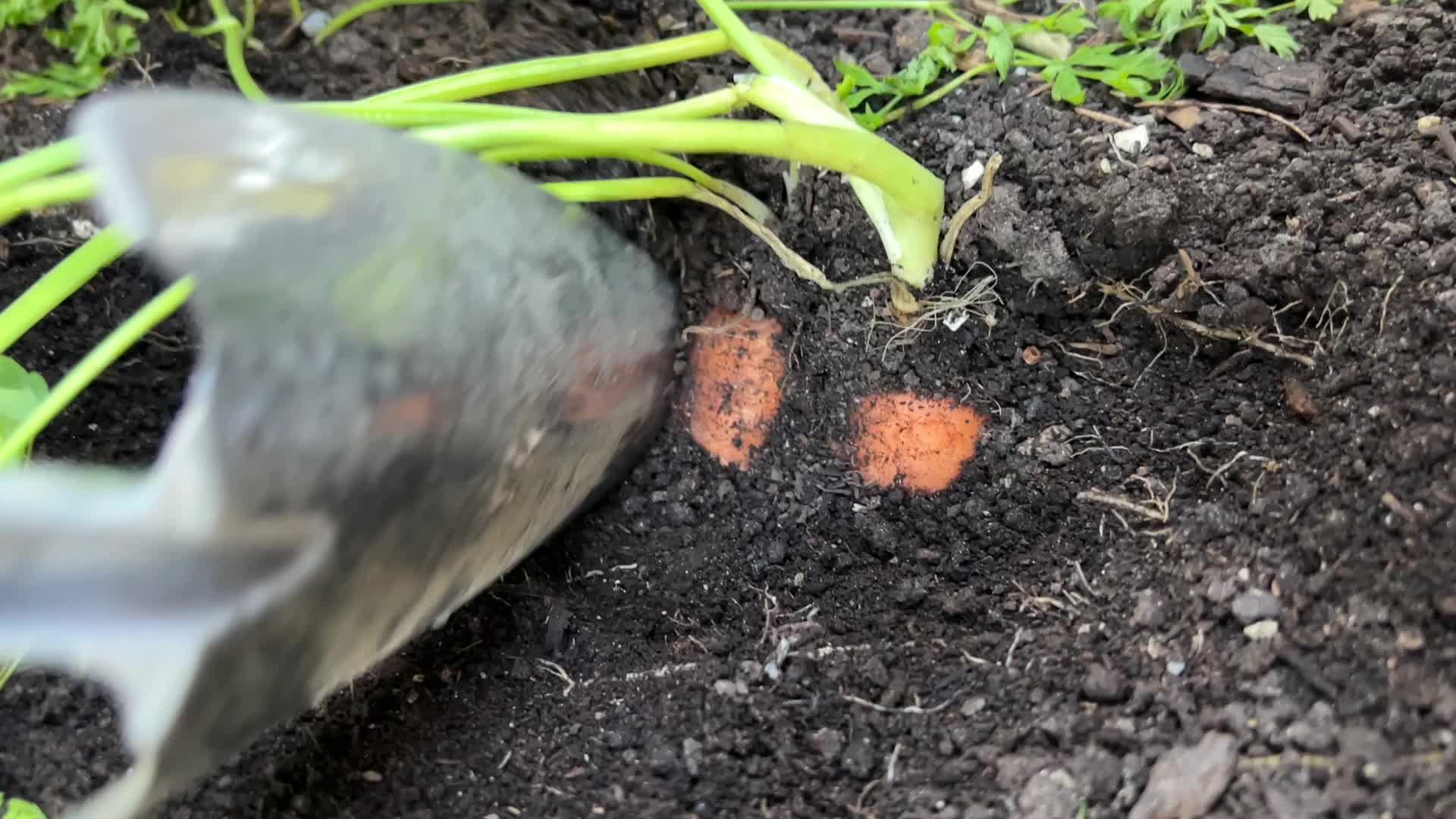 Agriculture in Canada